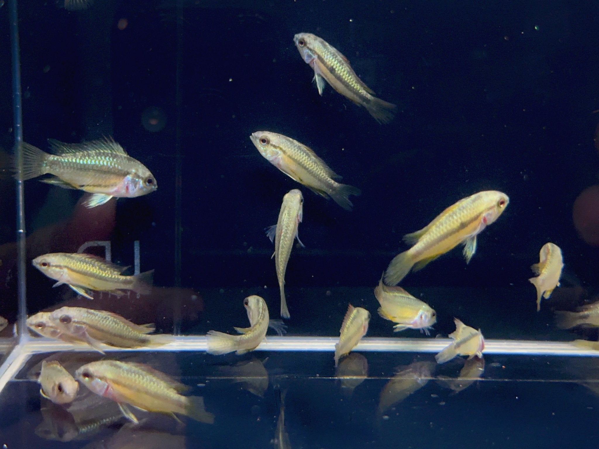 Apistogramma Trifasciatum - Aqua Huna