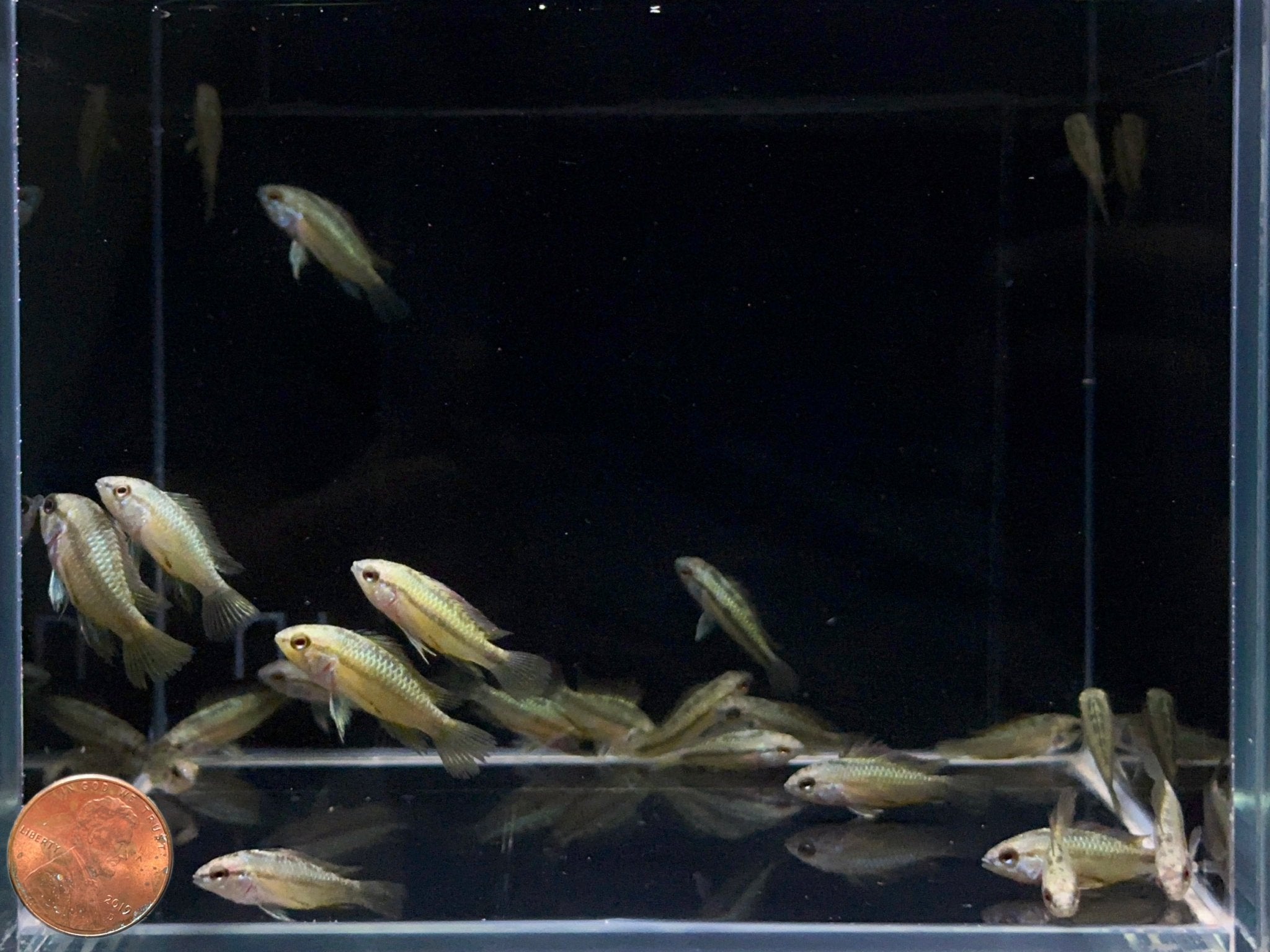 Apistogramma Trifasciatum - Aqua Huna