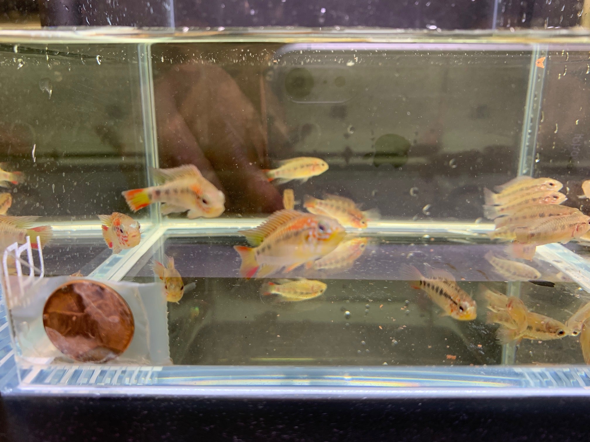 Apistogramma Viejeta - Aqua Huna