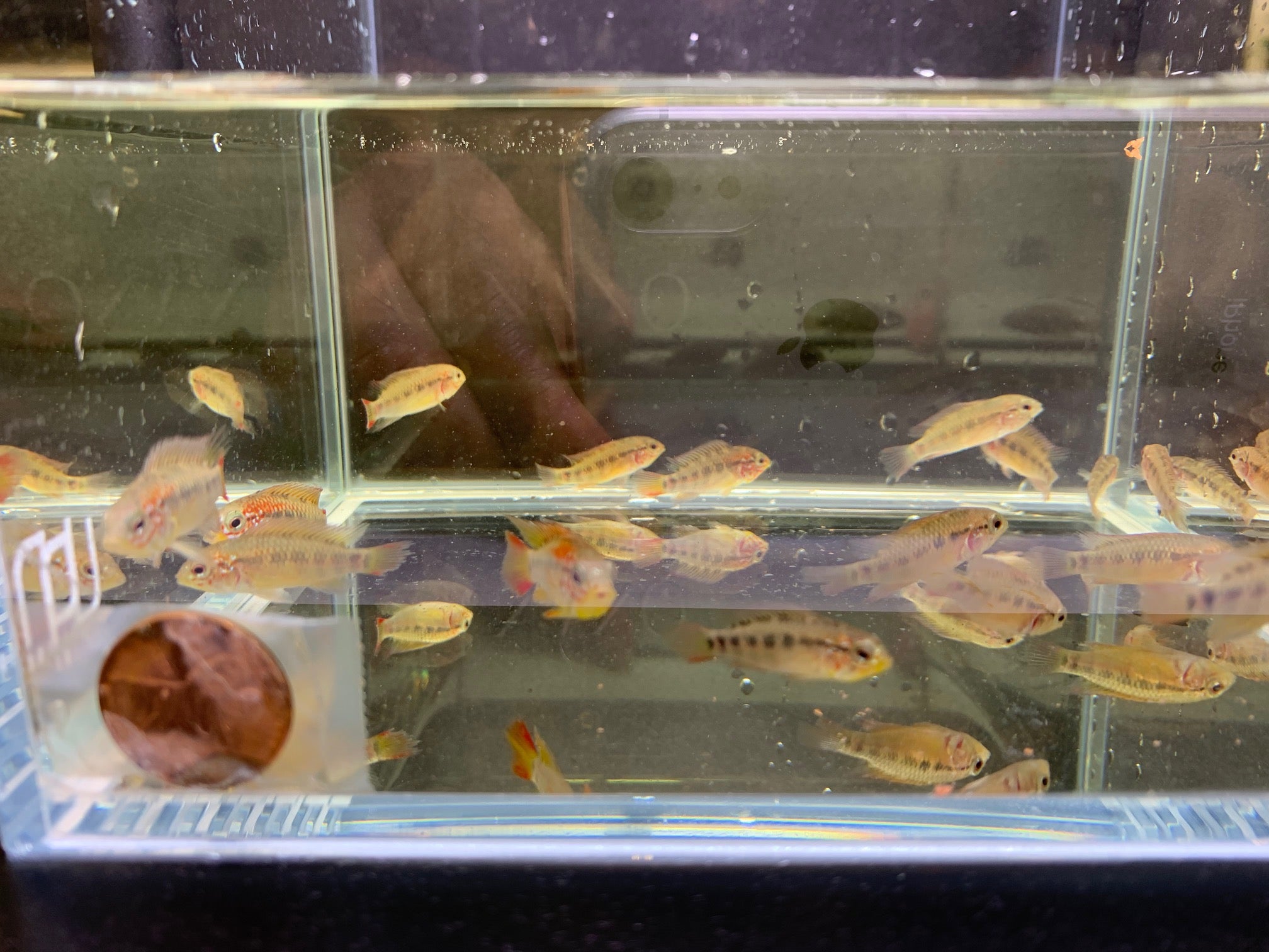 Apistogramma Viejeta - Aqua Huna