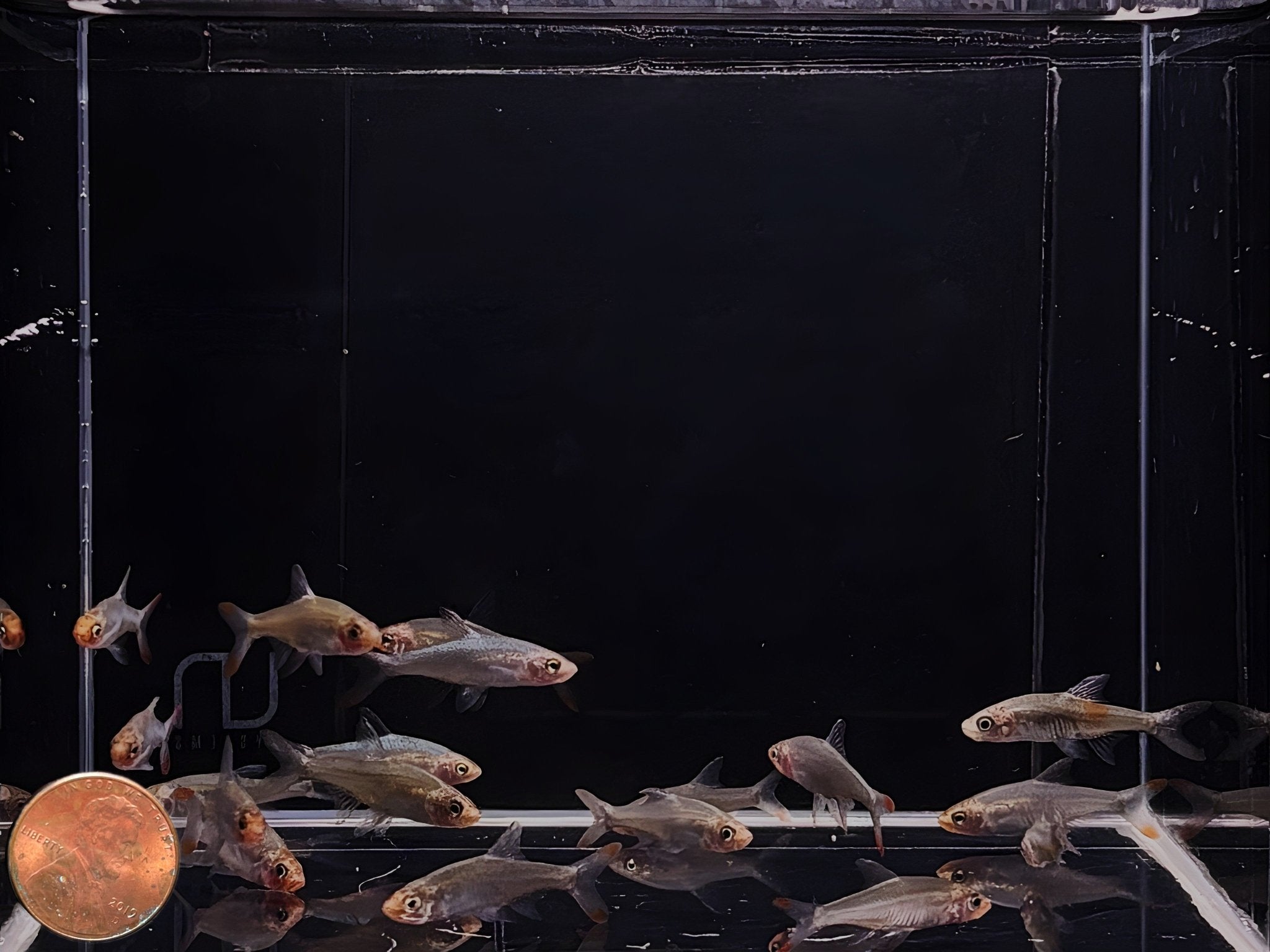 Asia Rummy nose Rasbora - Aqua Huna