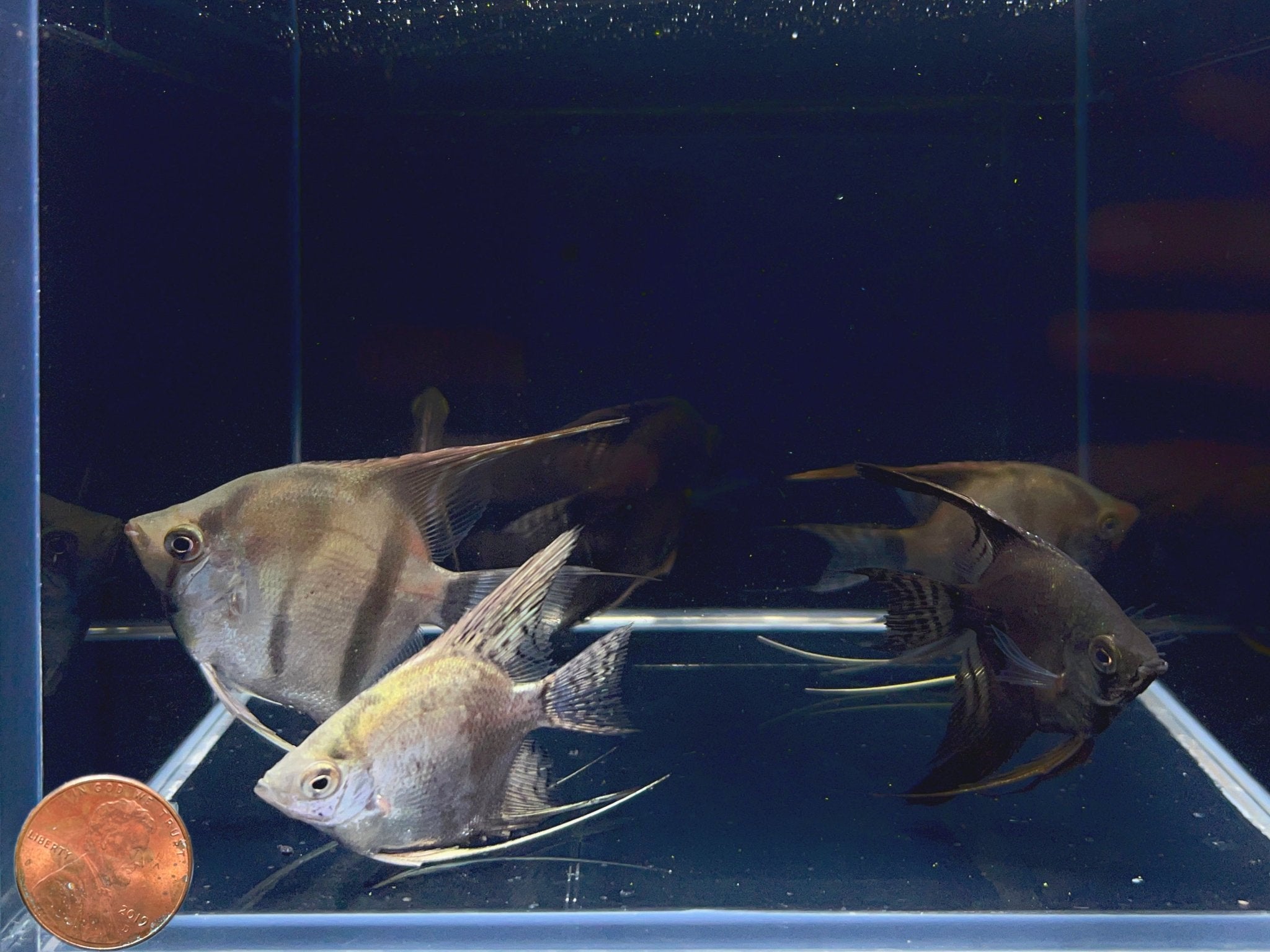 Assorted Angel Size ML (Locally Bred) - Aqua Huna