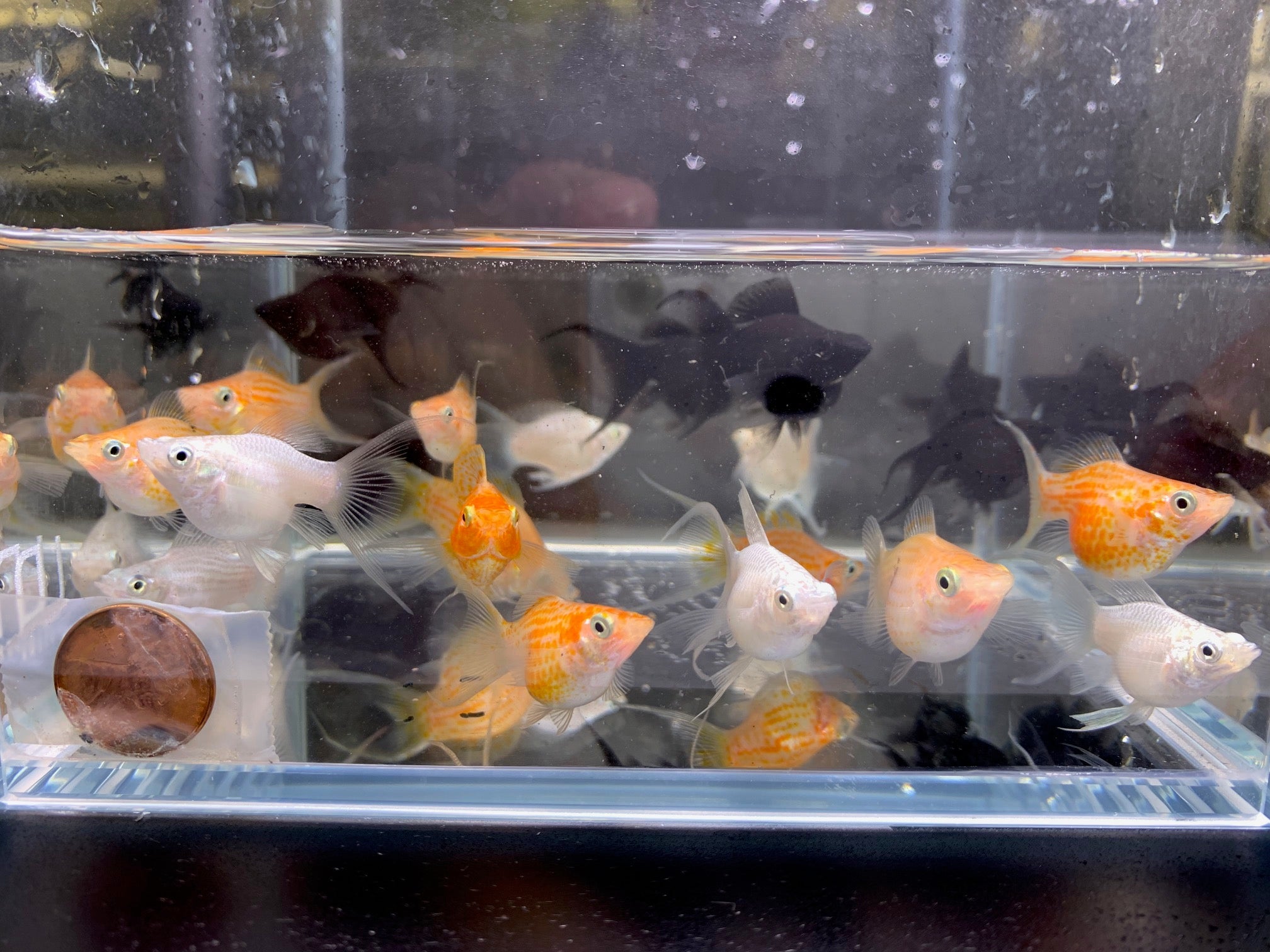 Assorted Balloon LT Molly - Aqua Huna