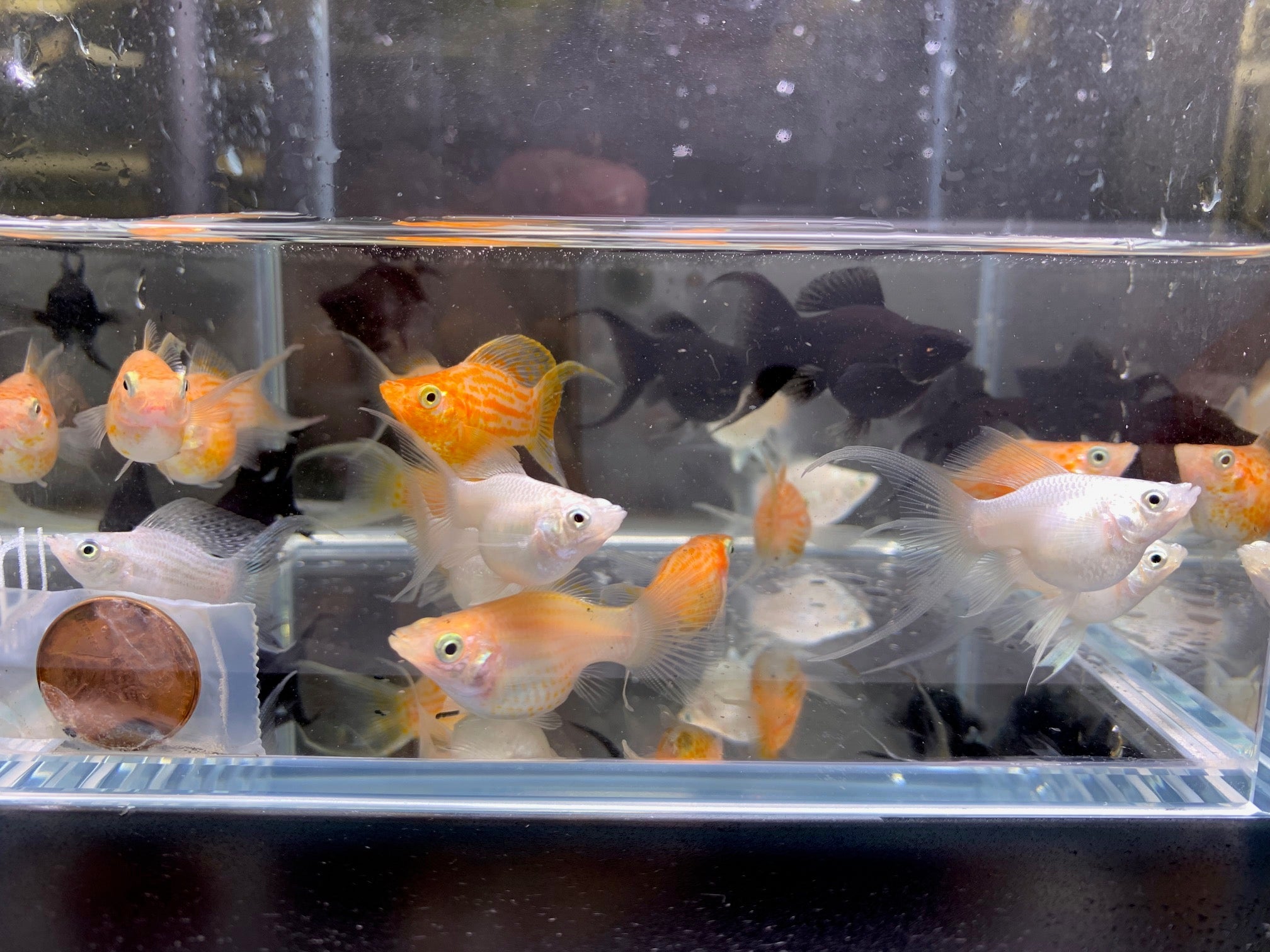 Assorted Balloon LT Molly - Aqua Huna