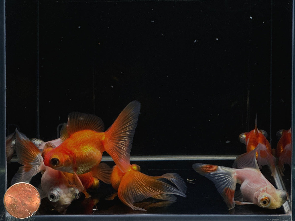 A closer look at Inserting Butterflies Into Fox Goldfish Tank Setup