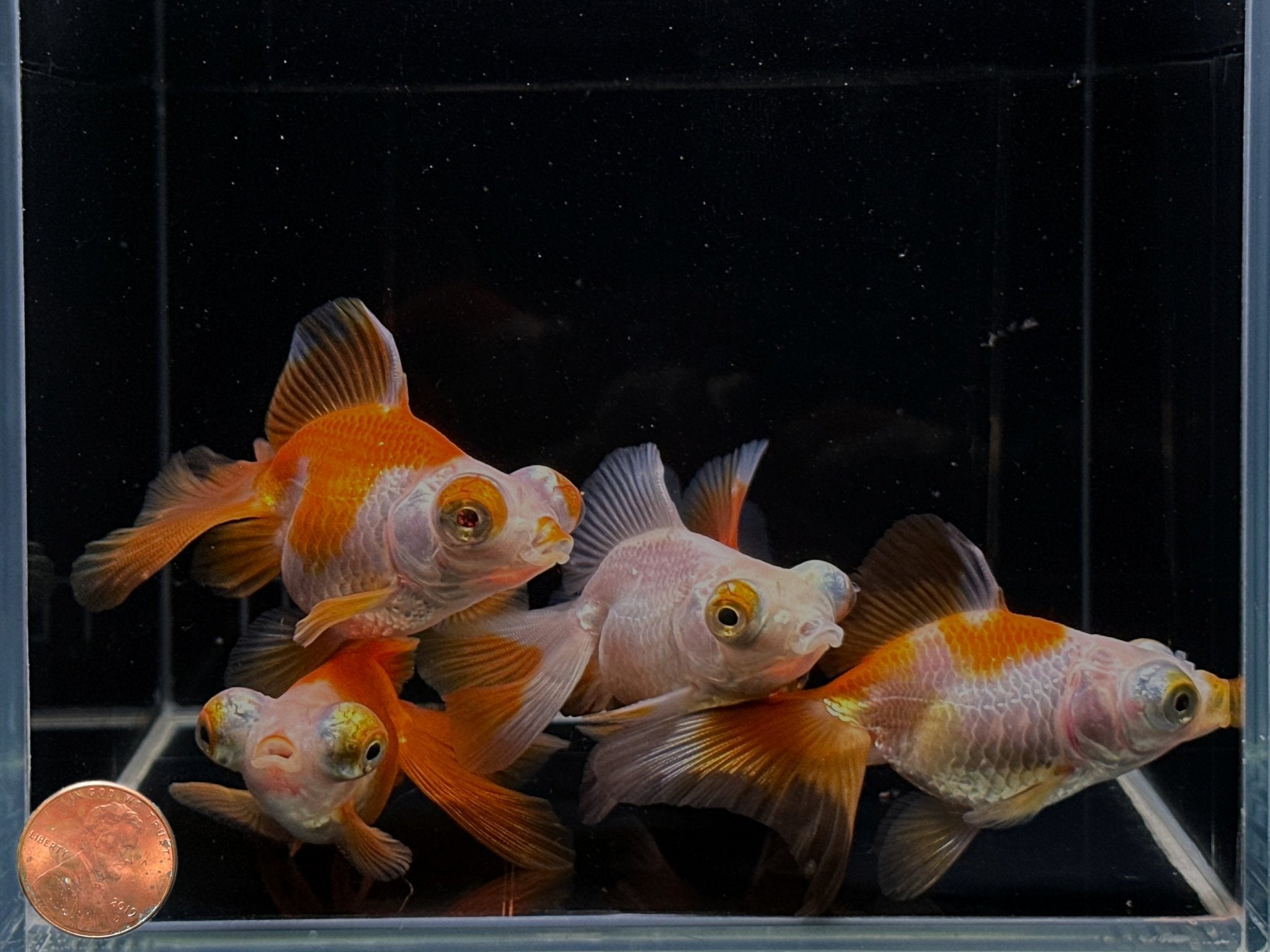 Assorted Butterfly Tail Goldfish - 3" - Aqua Huna