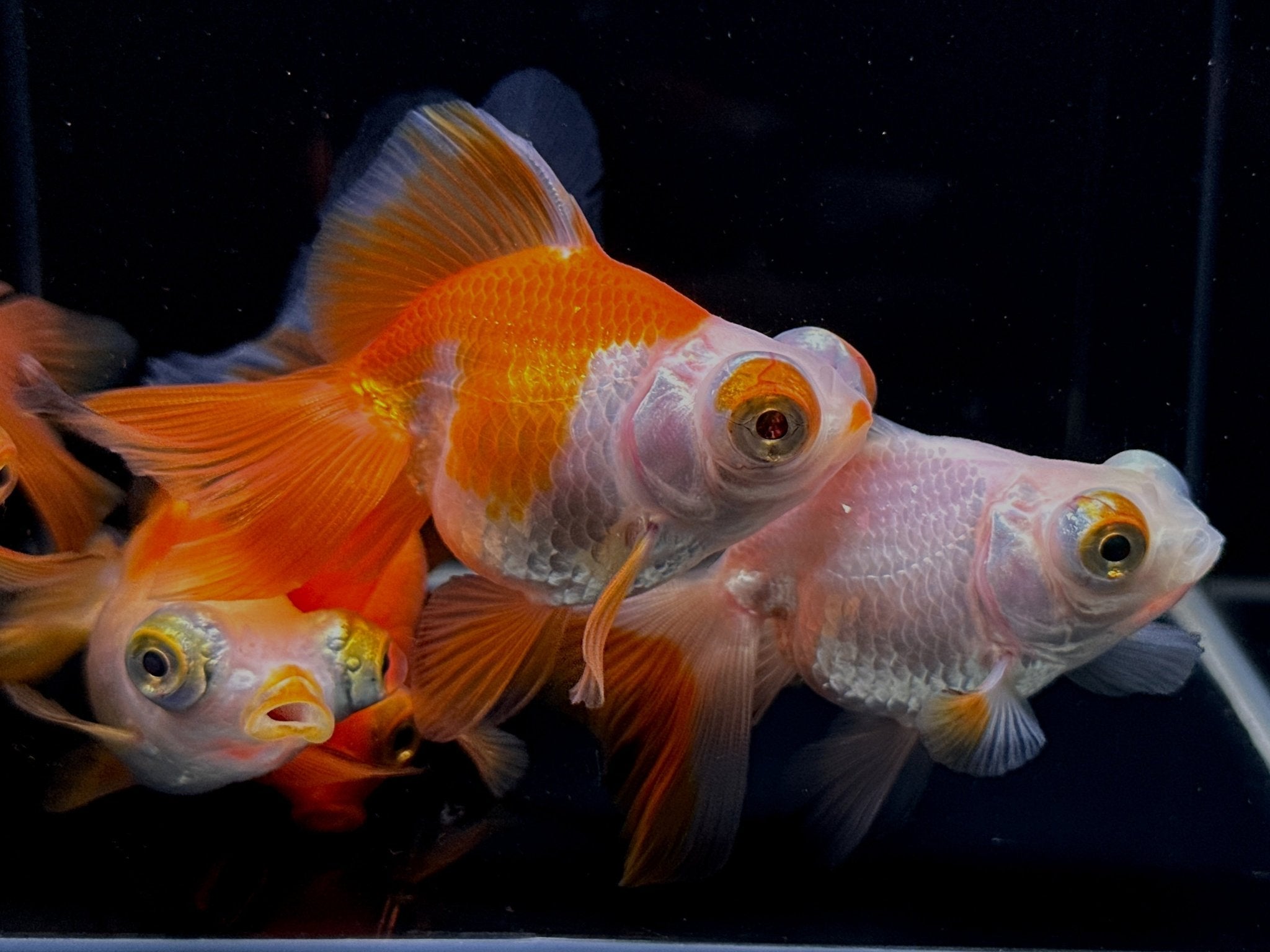 Assorted Butterfly Tail Goldfish - 3" - Aqua Huna