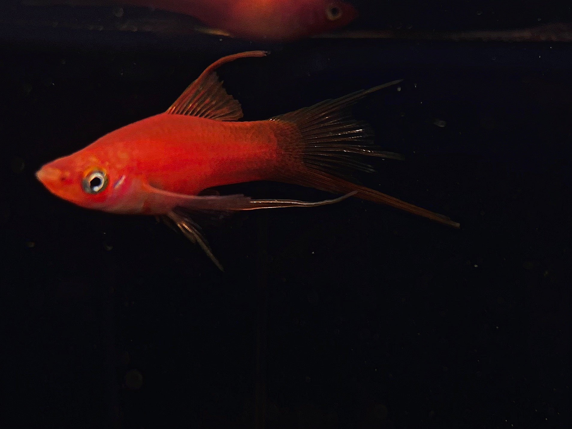 Assorted Double Swordtail - Aqua Huna