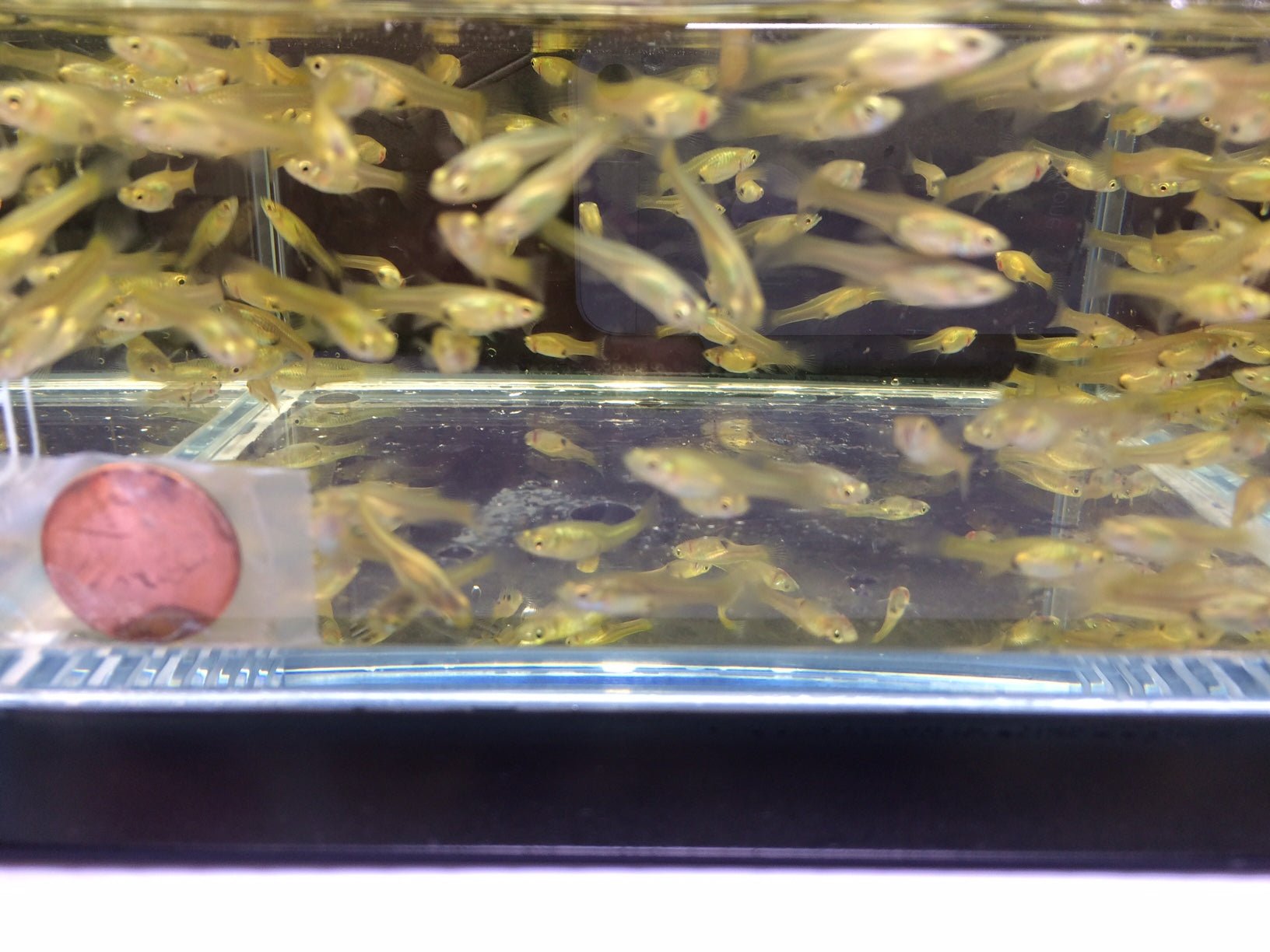 Assorted Endler Females (Size S) - Aqua Huna