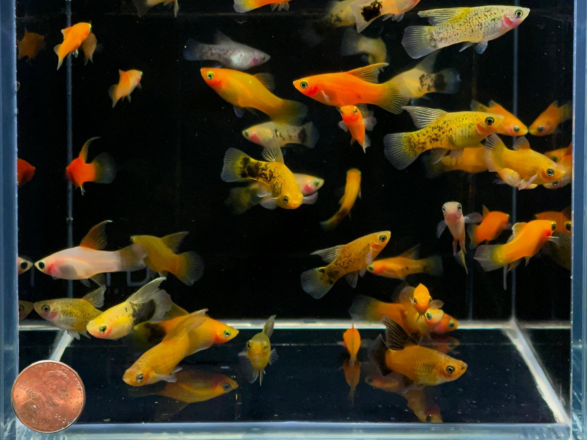 Assorted Hifin Platy - Aqua Huna