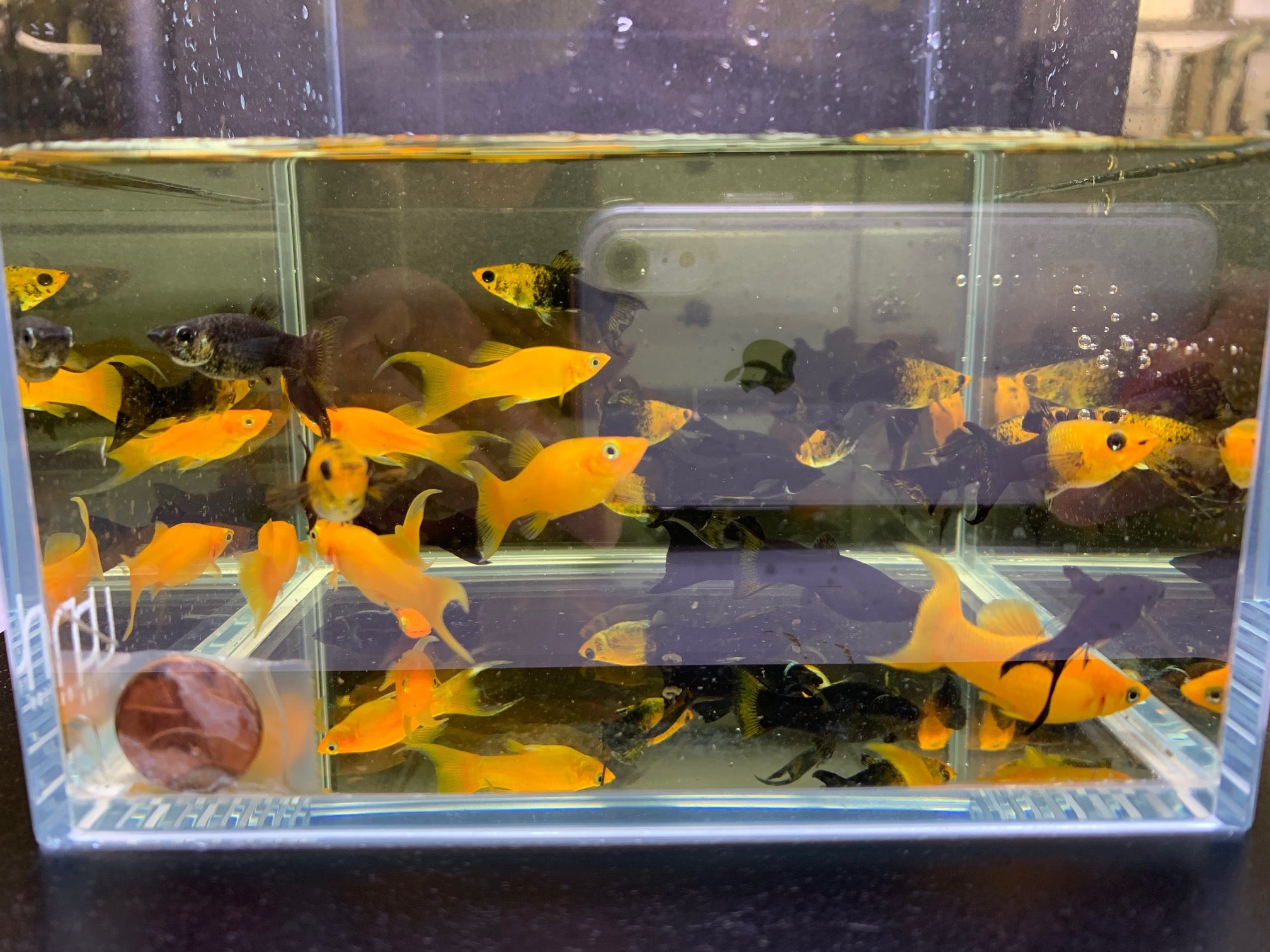 Assorted LT Molly - Aqua Huna