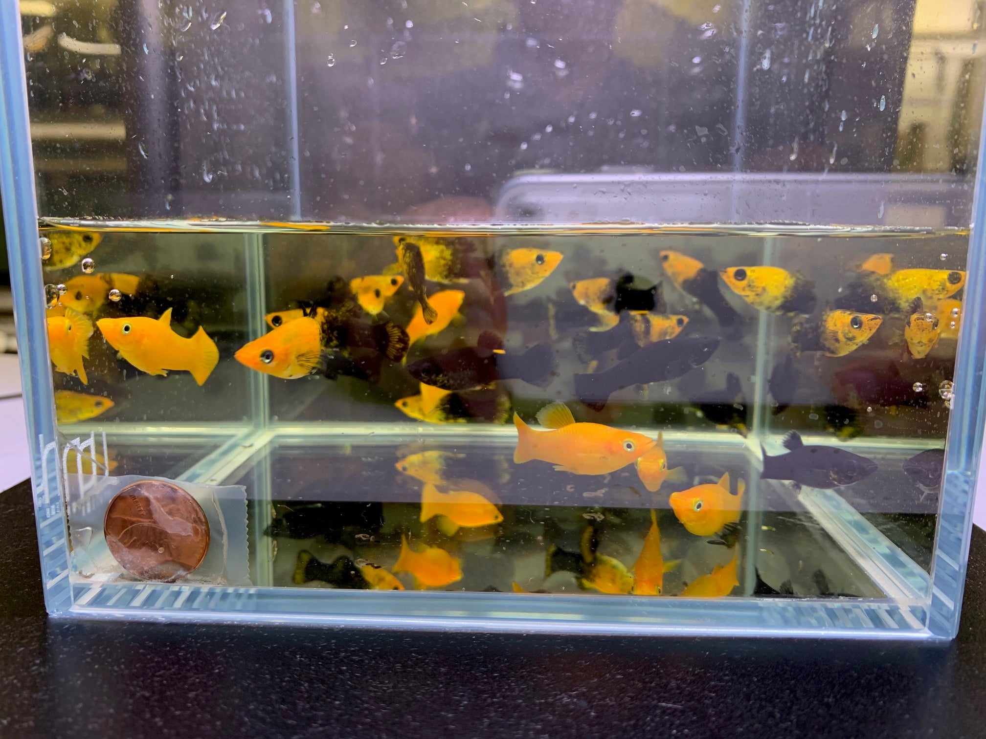 Assorted Molly - Aqua Huna