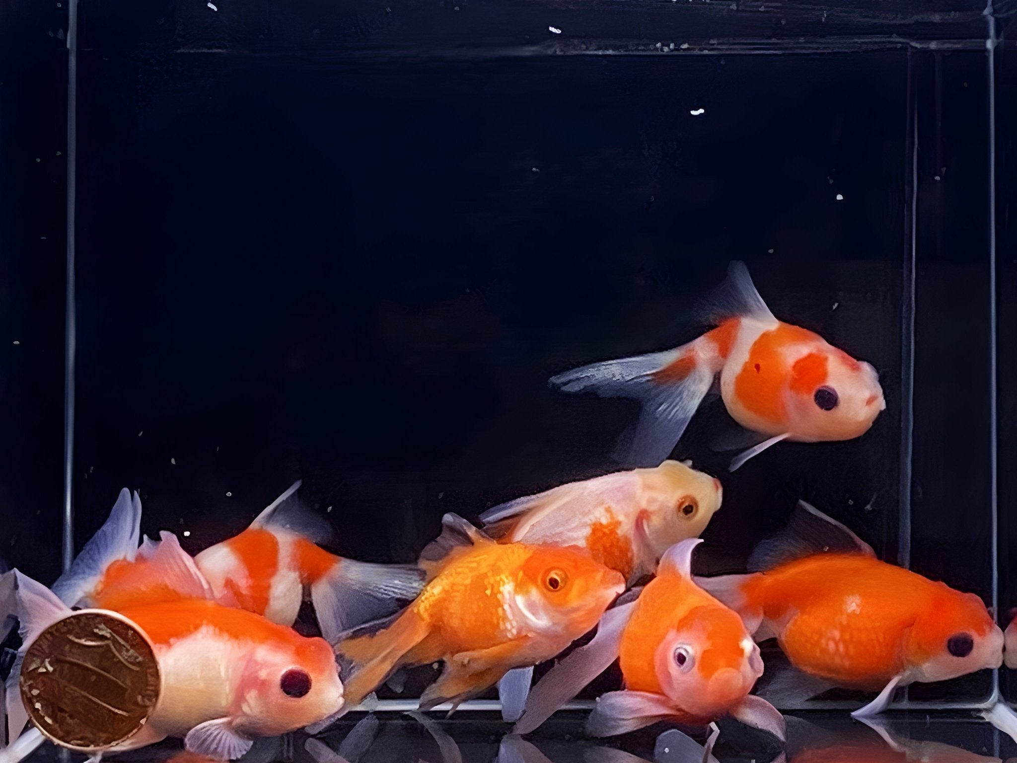 Assorted Pearlscale Goldfish 2 - 2.5" - Aqua Huna