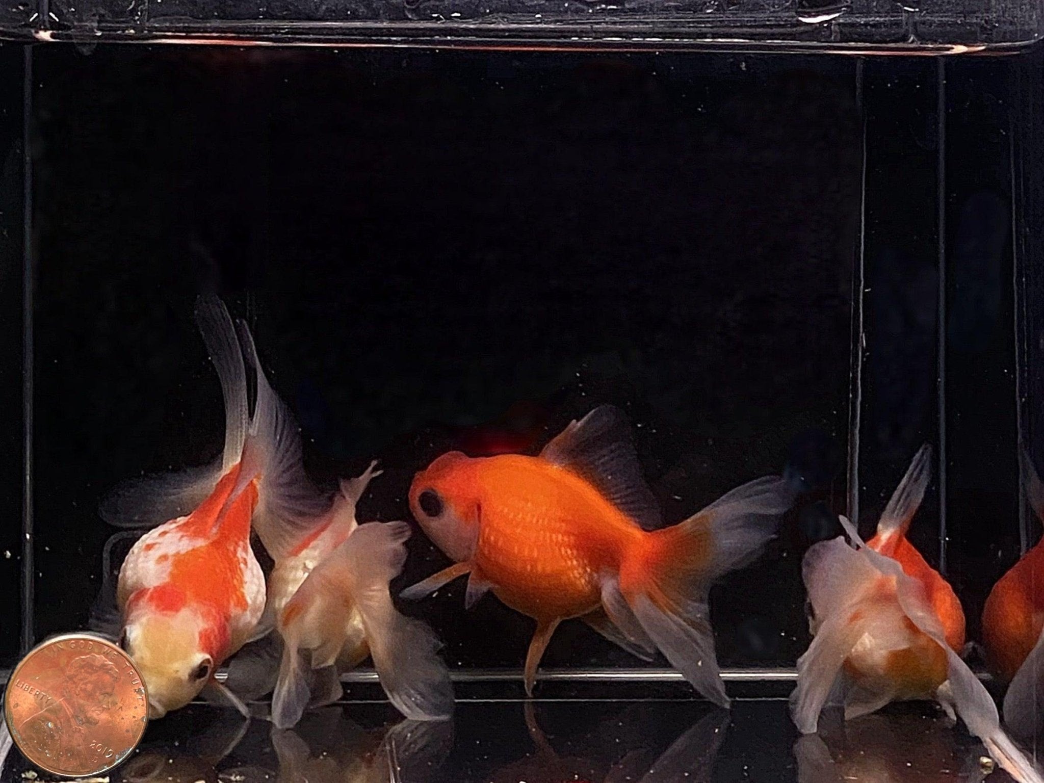 Assorted Pearlscale Goldfish - 3" - Aqua Huna