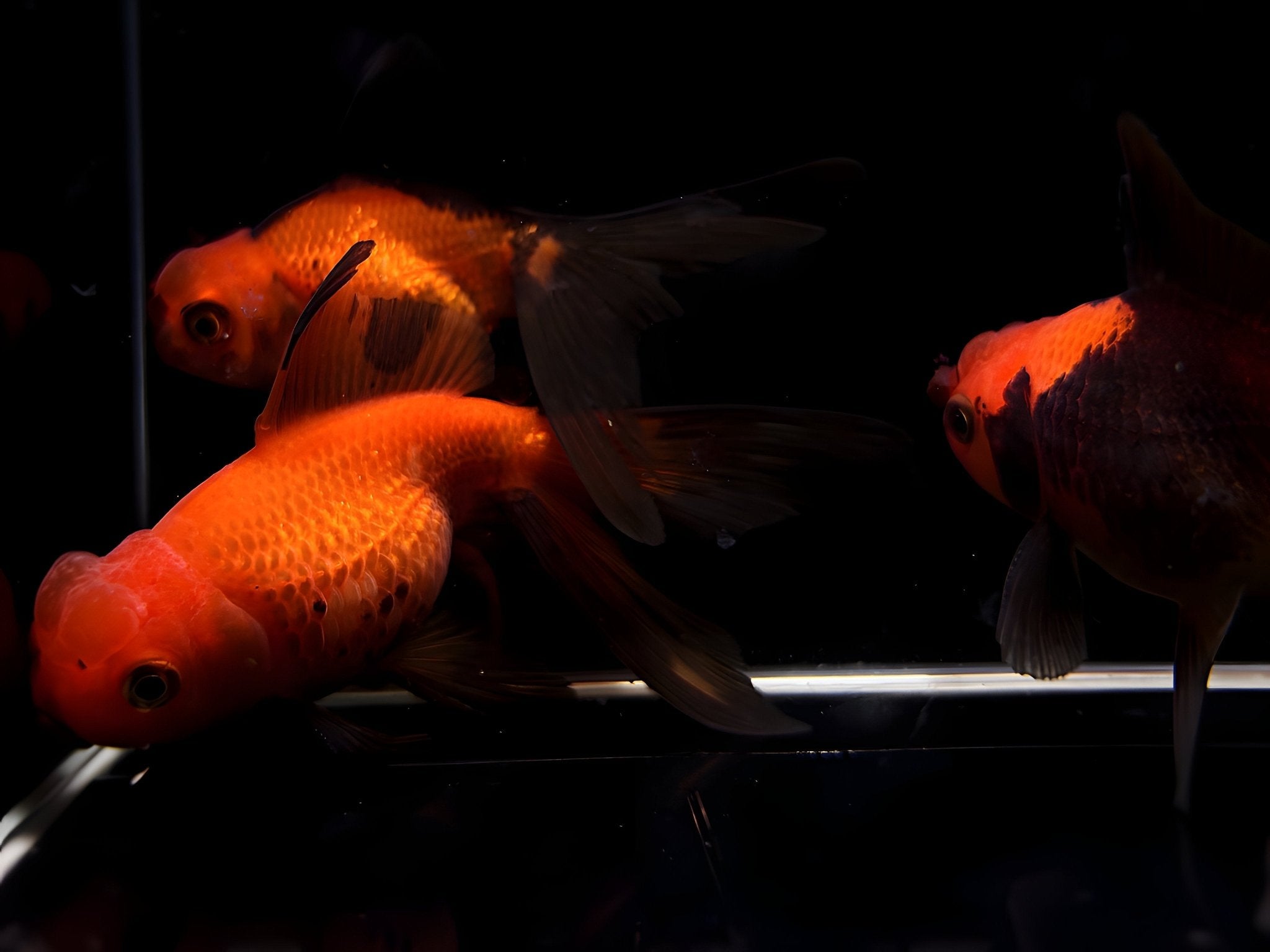 Assorted Pearlscale Goldfish - 3" - Aqua Huna