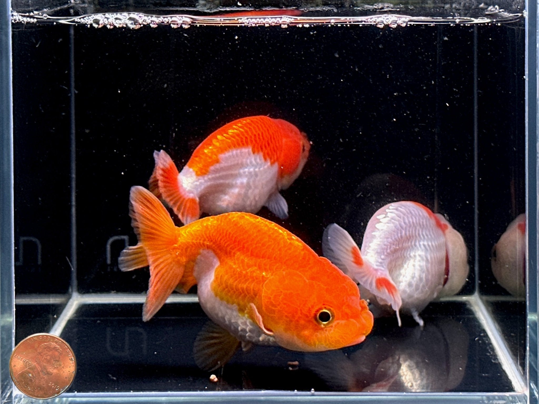 Assorted Ranchu Goldfish - 3.5" - Aqua Huna