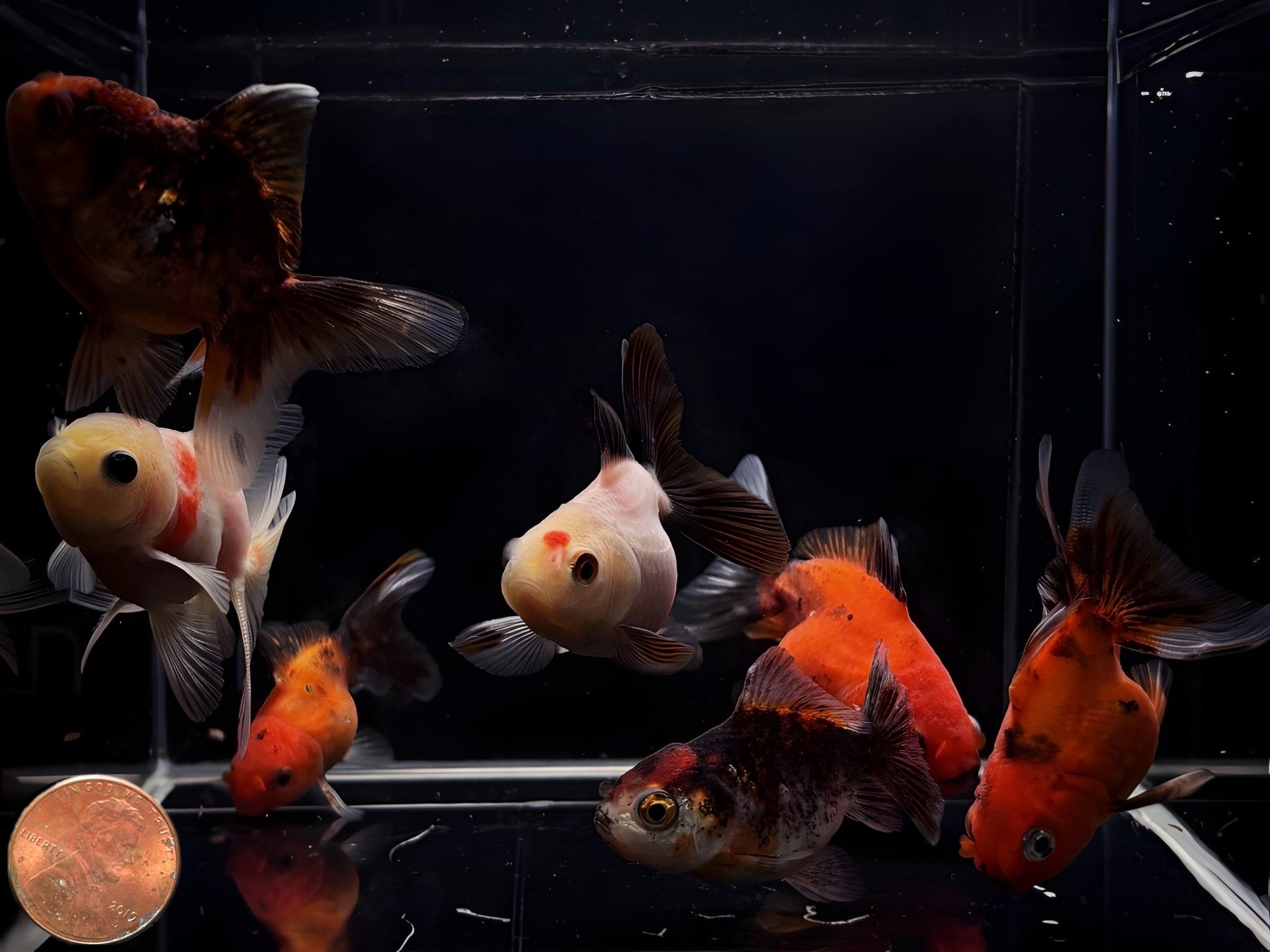 Assorted Thailand Oranda Goldfish - 2" - 2.5" - Aqua Huna