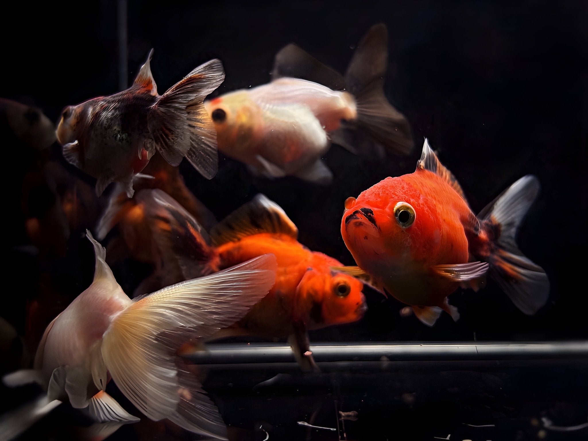 Assorted Thailand Oranda Goldfish - 2" - 2.5" - Aqua Huna