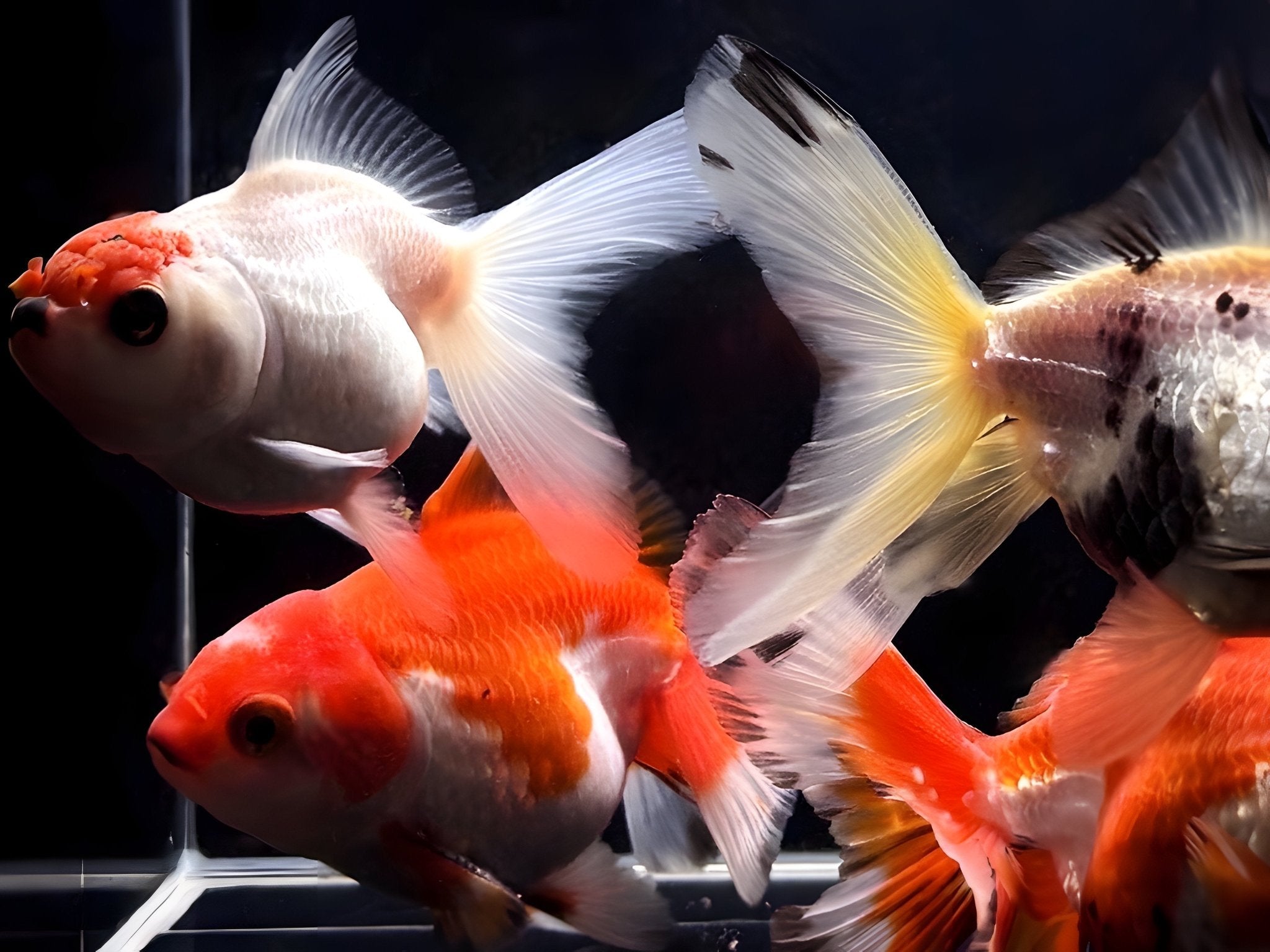 Assorted Thailand Oranda Goldfish - 2.75" - 3.25" - Aqua Huna