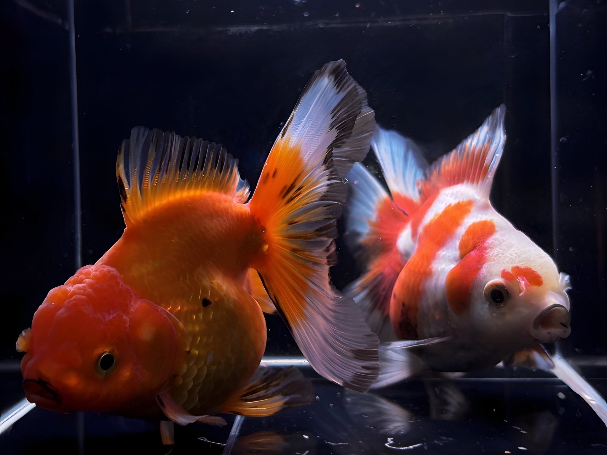 Assorted Thailand Oranda Goldfish - 4" - 4.5" - Aqua Huna