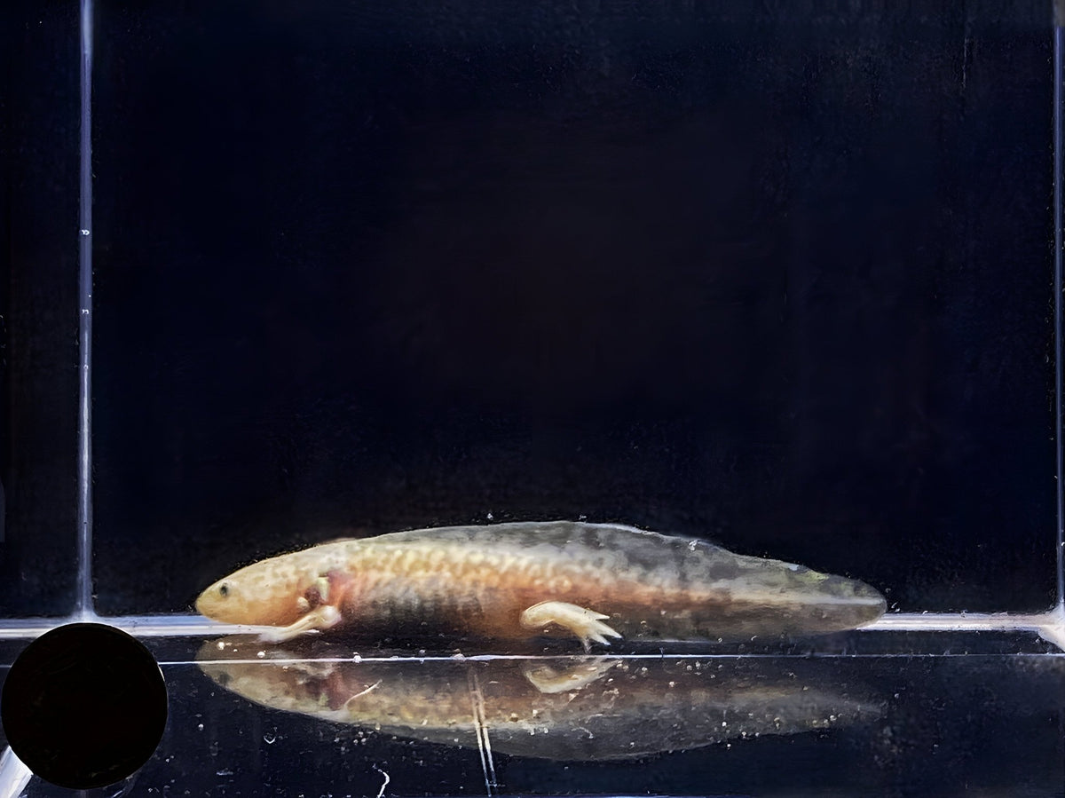 Axolotl Near Me Discover Whats Driving the Axolotl Frenzy Axolotl Near Me Discover Whats Driving the Axolotl Frenzy