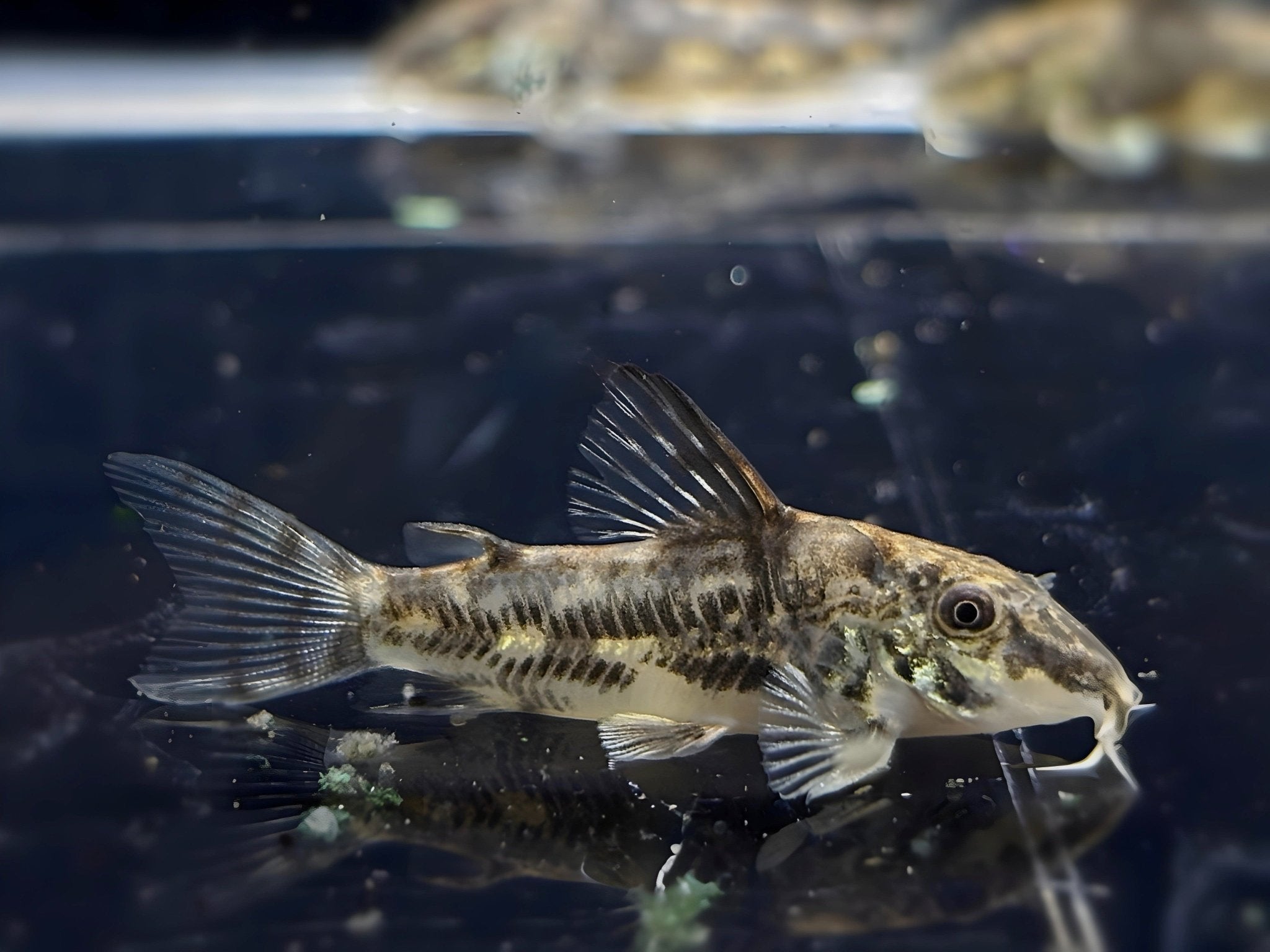 Barbatus Cory - Aqua Huna
