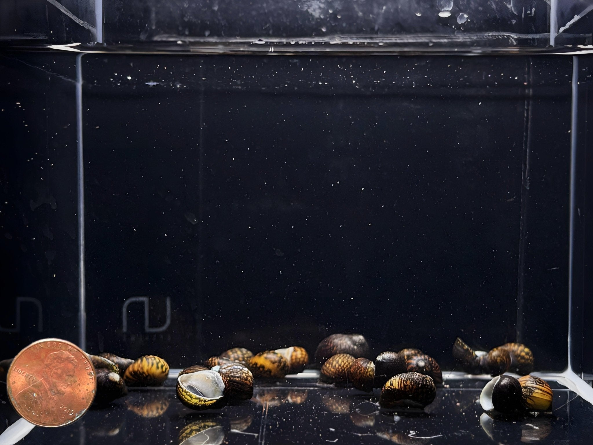 Batik Nerite Snail - Aqua Huna