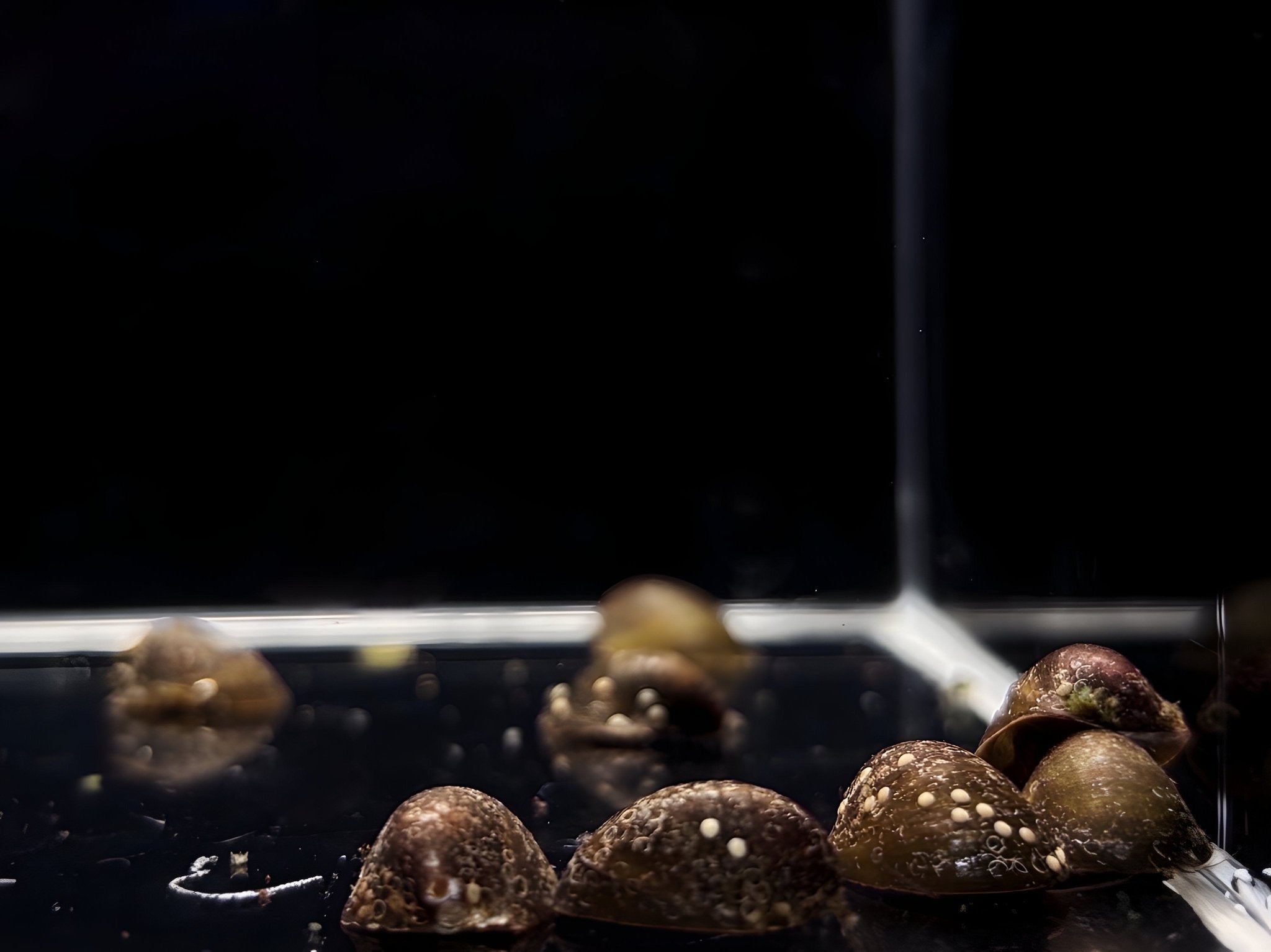 Batman Nerite Snail - Aqua Huna