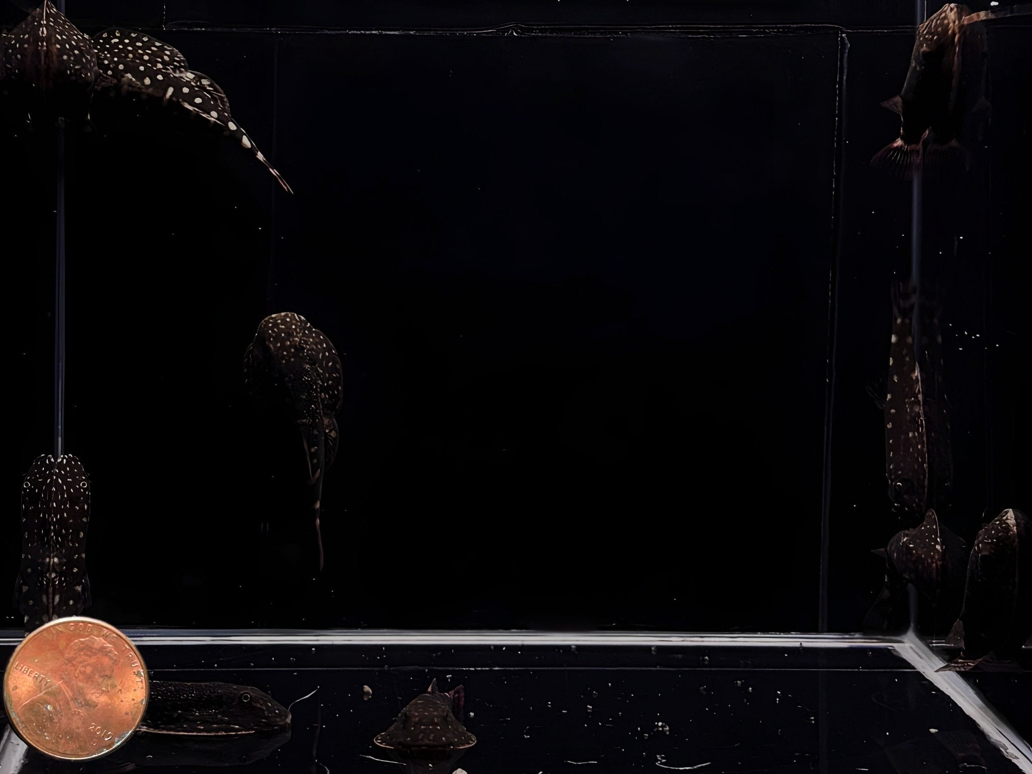 Big Spot Hillstream Loach - Aqua Huna