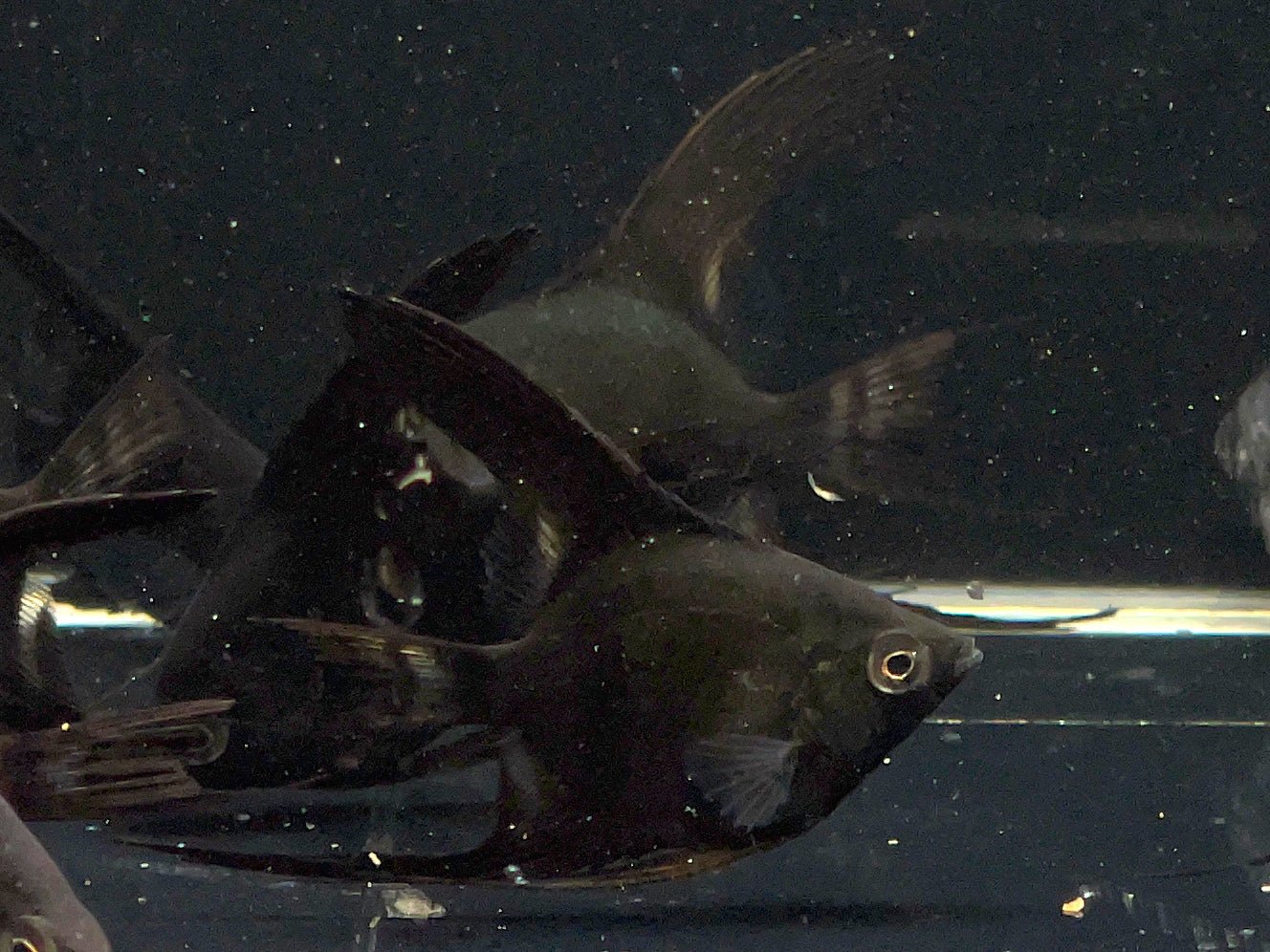 Black Angelfish - Aqua Huna