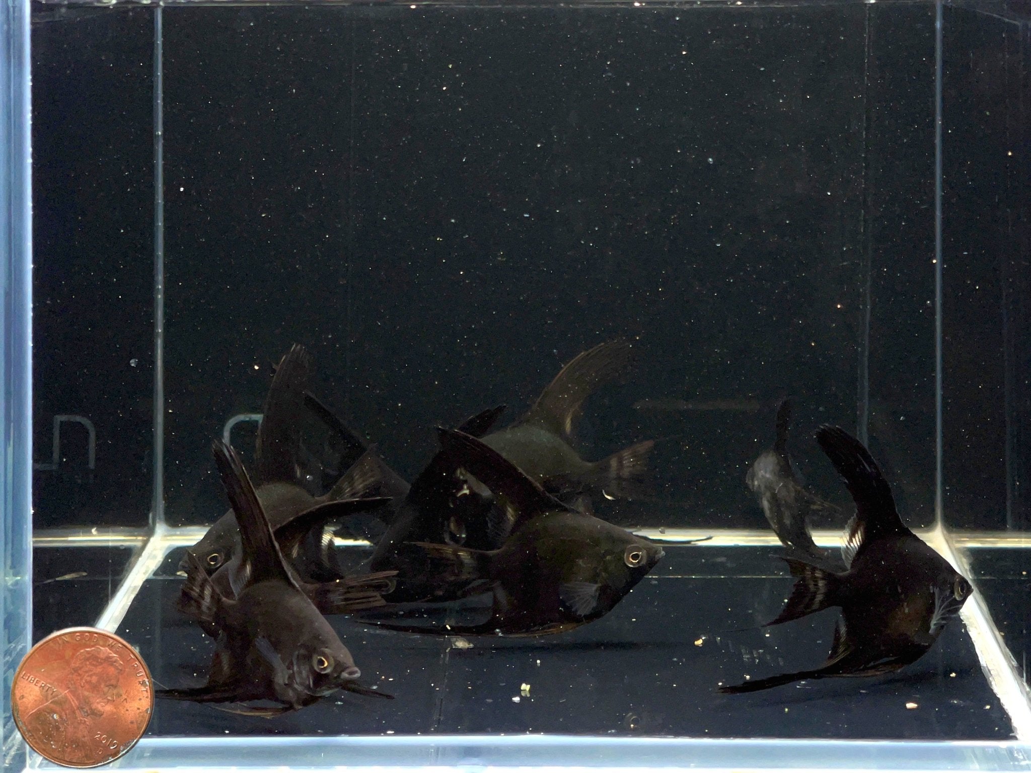 Black Angelfish - Aqua Huna