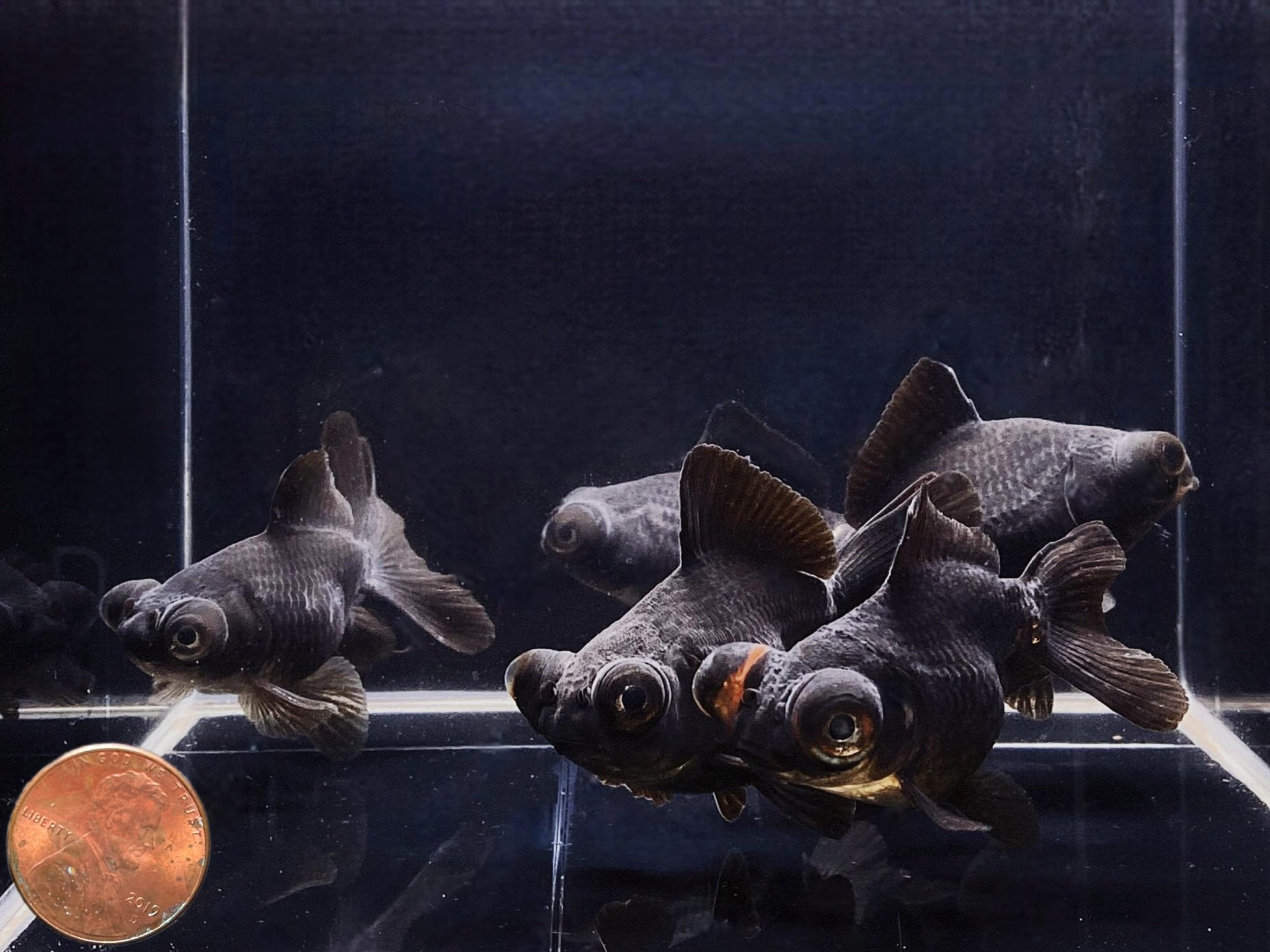 Black Butterfly Tail Goldfish - 2.5 - 2.75" - Aqua Huna