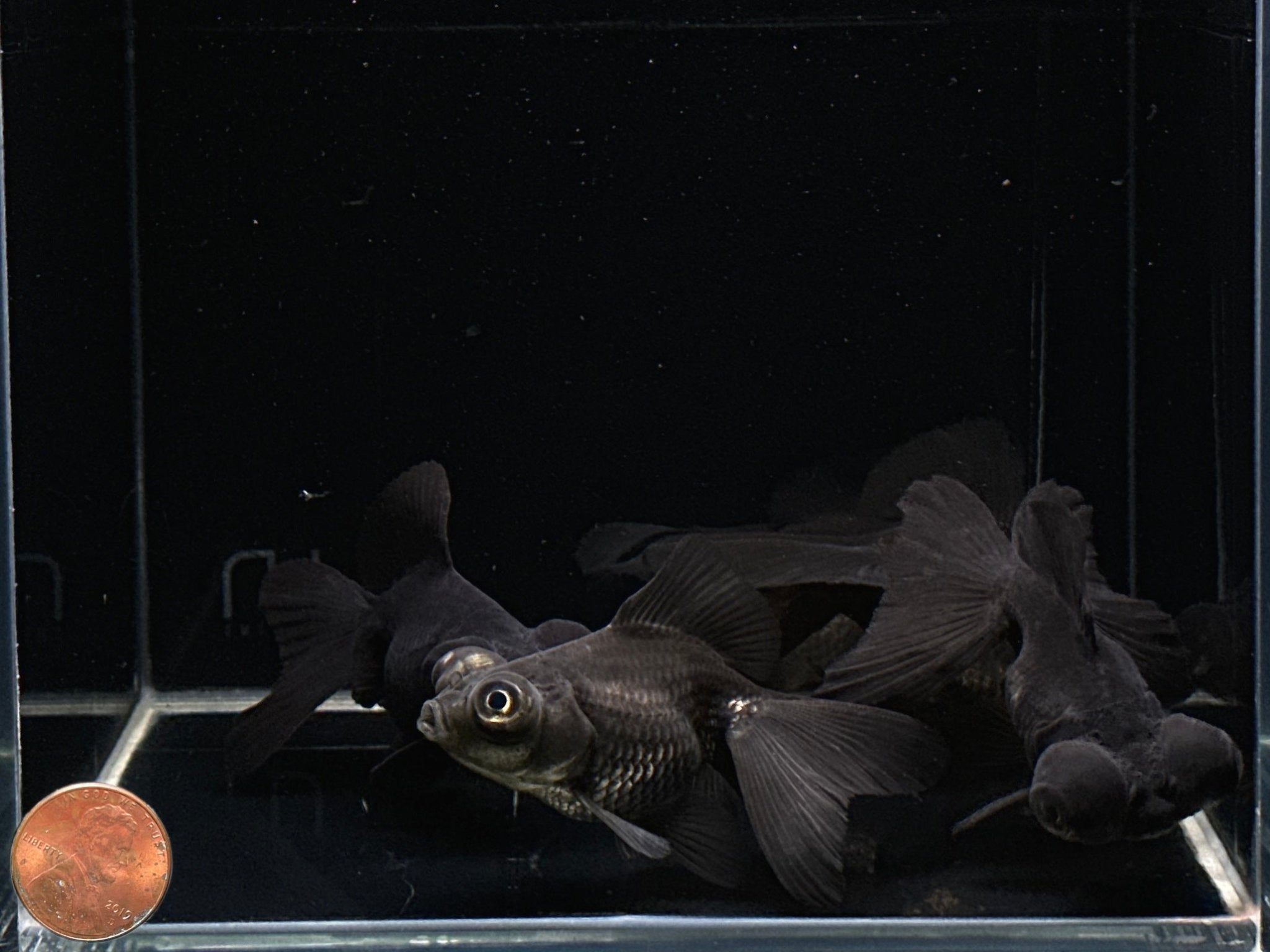 Black Butterfly Tail Goldfish - 3" - Aqua Huna