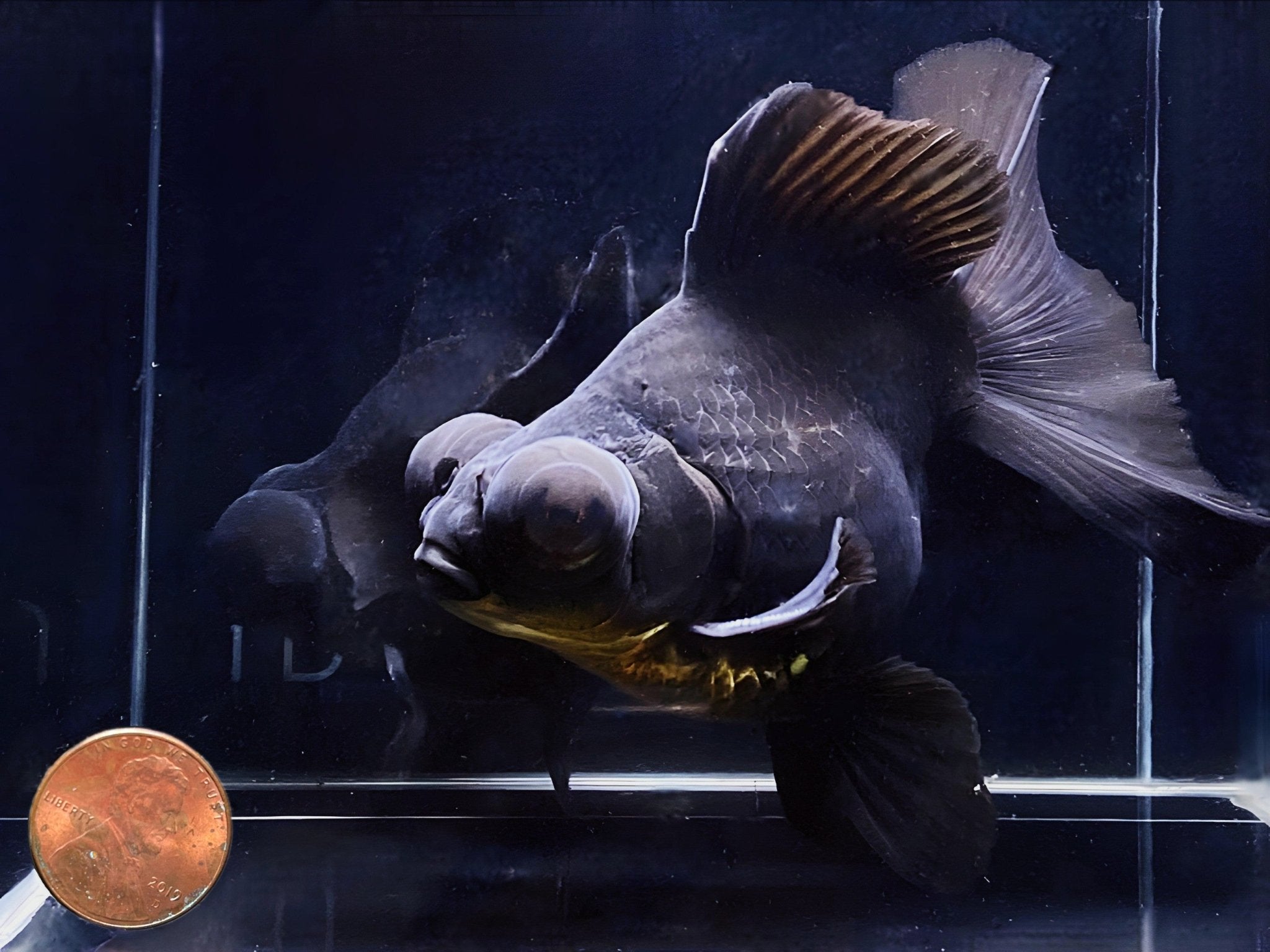 Black Butterfly Tail Goldfish - 4 - 4.5" - Aqua Huna