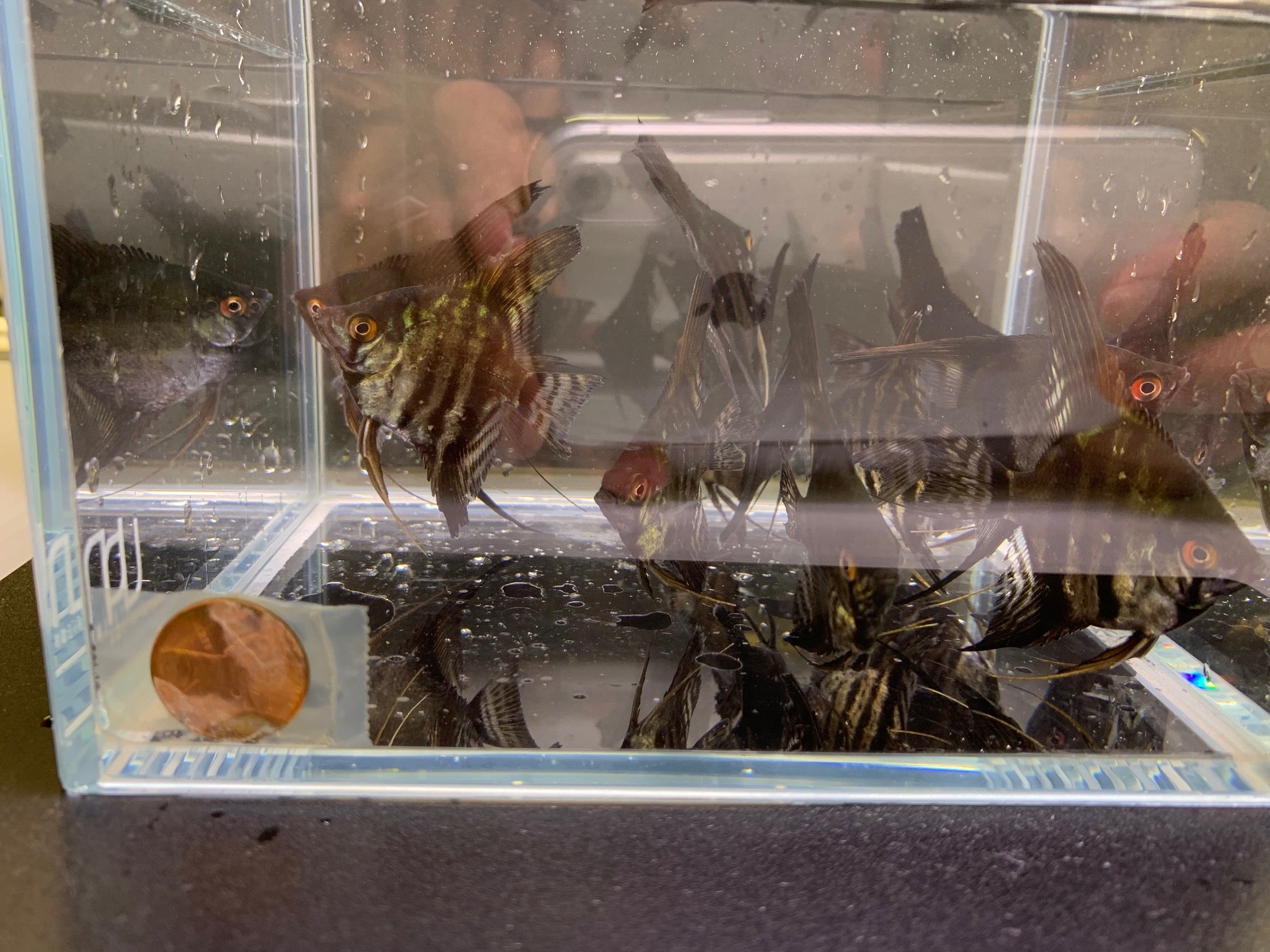 Black Lace Angelfish - Aqua Huna