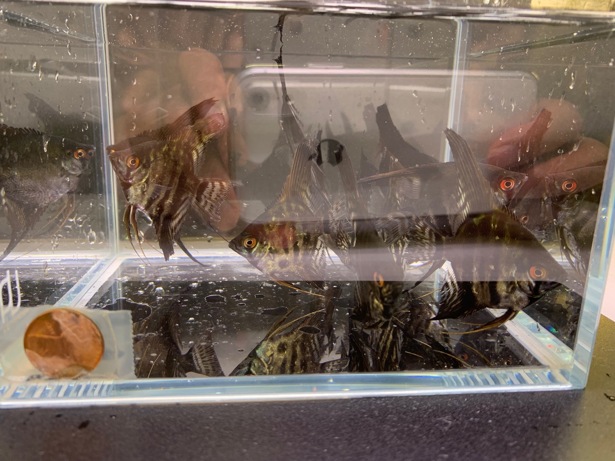 Black Lace Angelfish - Aqua Huna