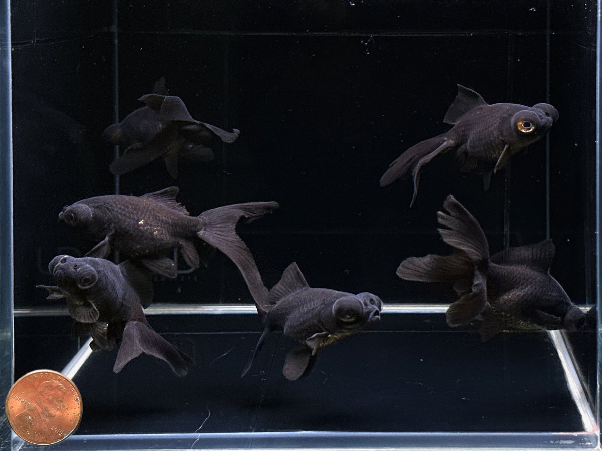 Black Moor Goldfish (2-2.5