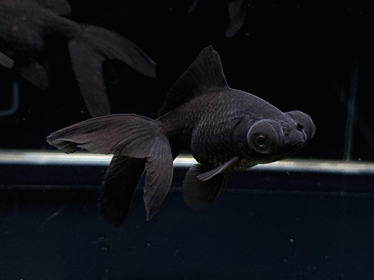 Black moor goldfish deals tank size