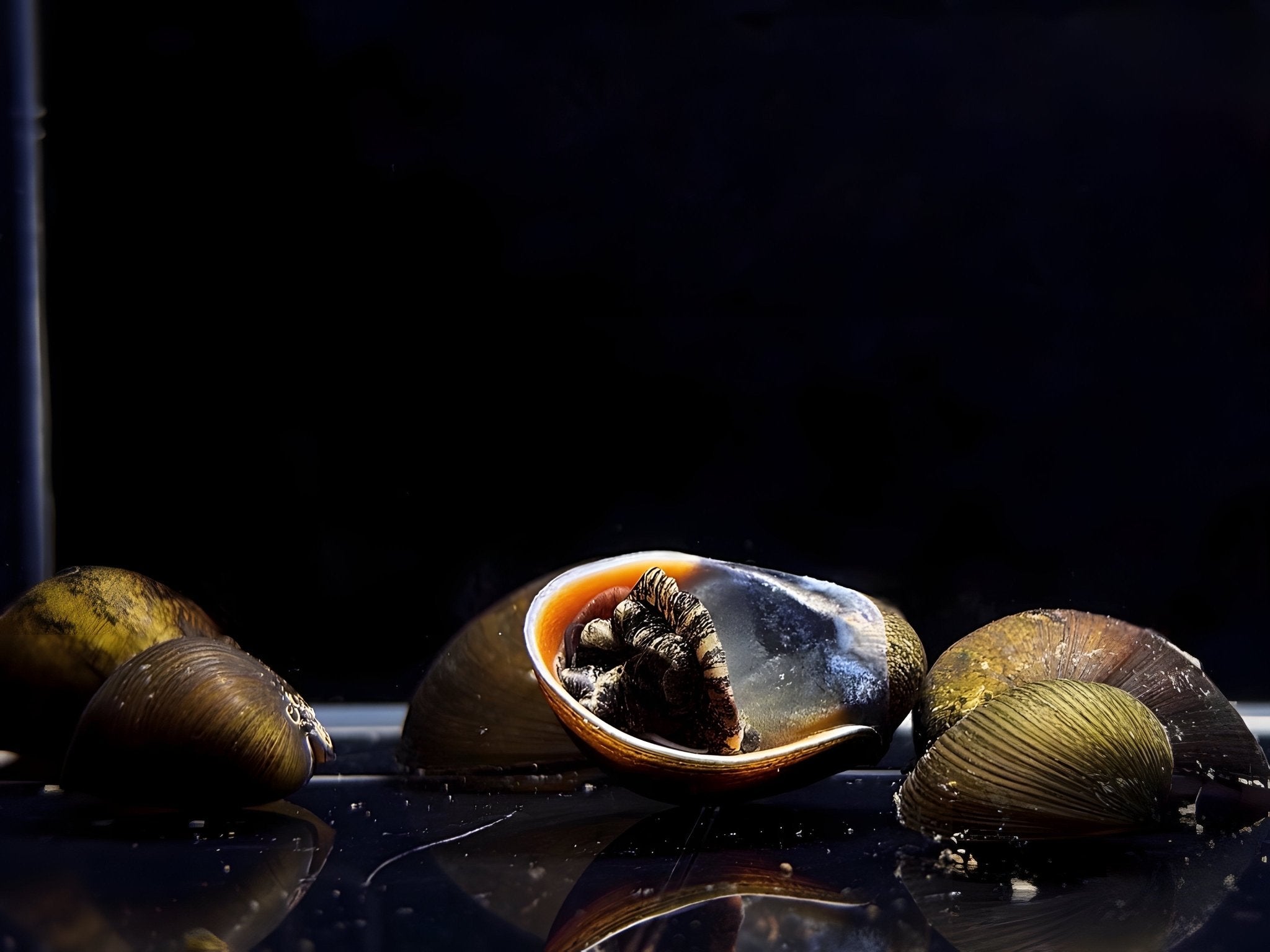 Black Racer Nerite Snail - Live Freshwater Aquarium Snail