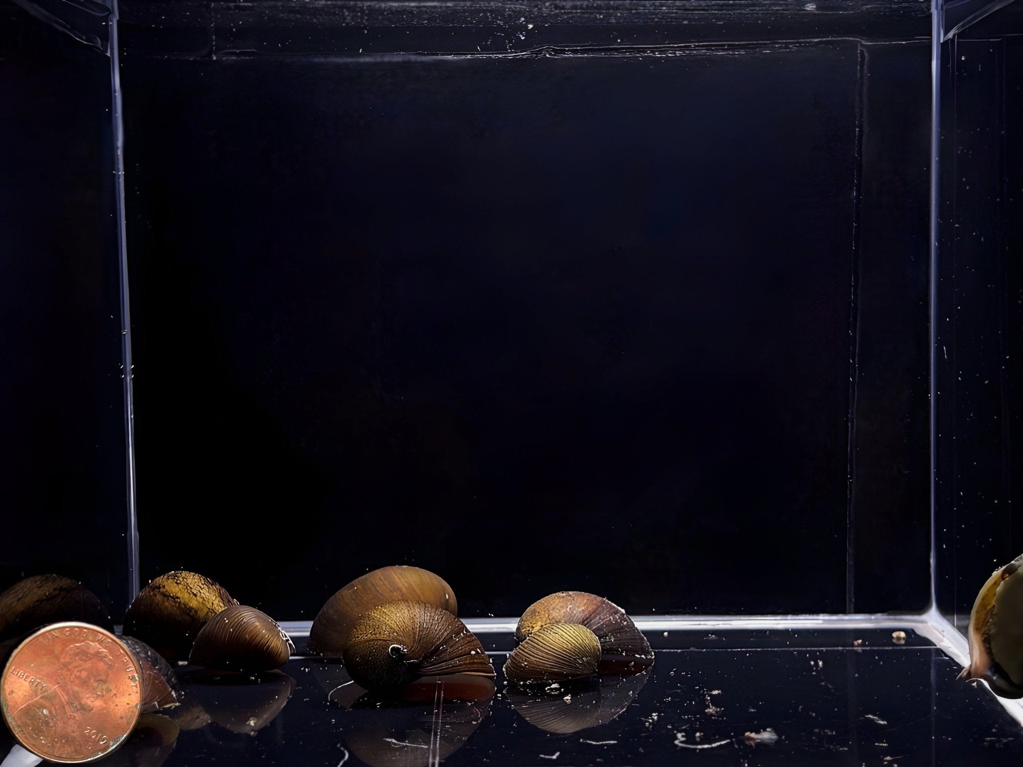 Black Racer Nerite Snail - Aqua Huna