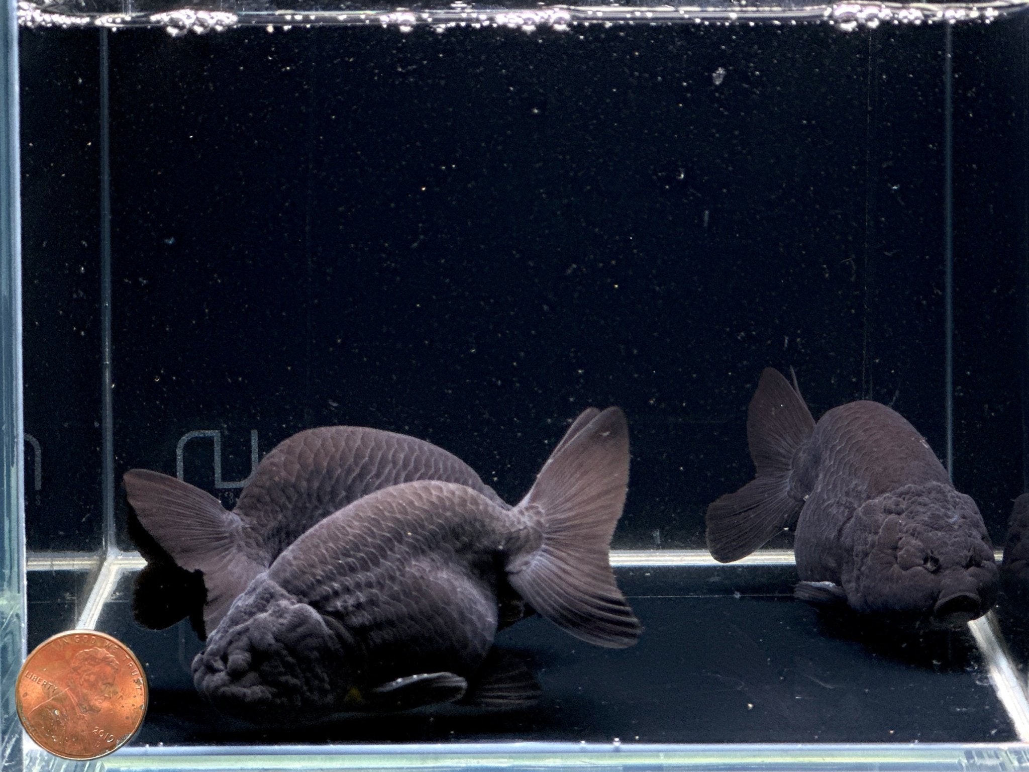 Black Ranchu Goldfish - 3" - Aqua Huna