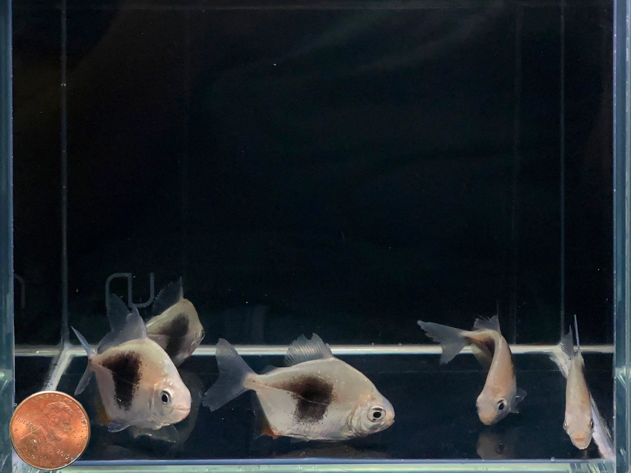 Blackberry Silver Dollar Tetra - Aqua Huna