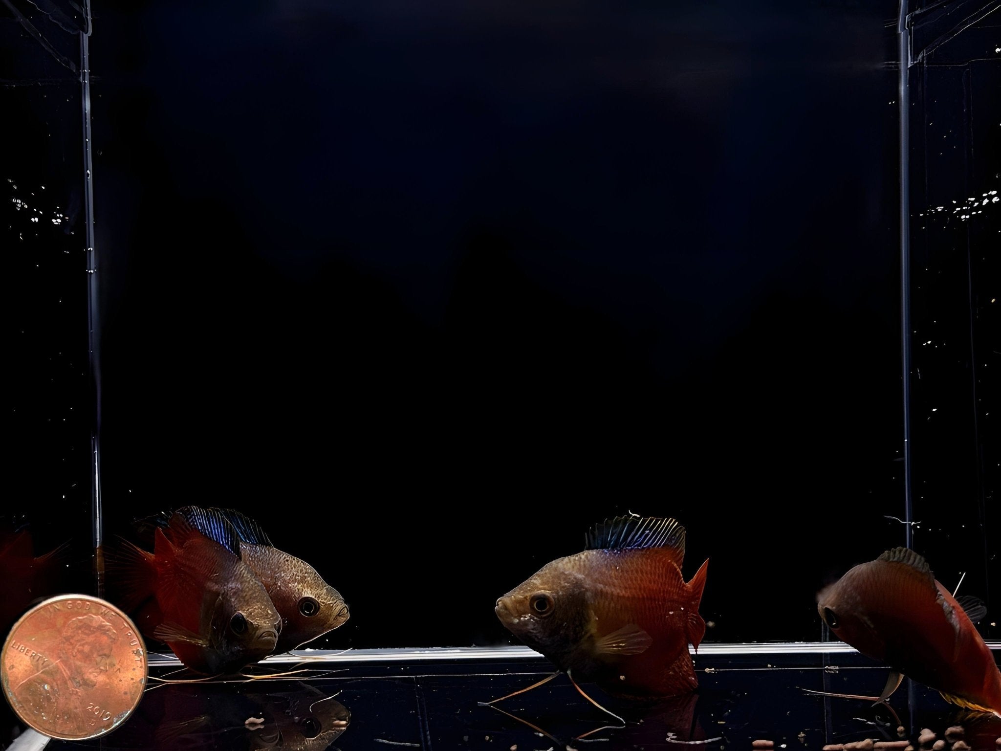 Blood Red Dwarf Gourami - Aqua Huna
