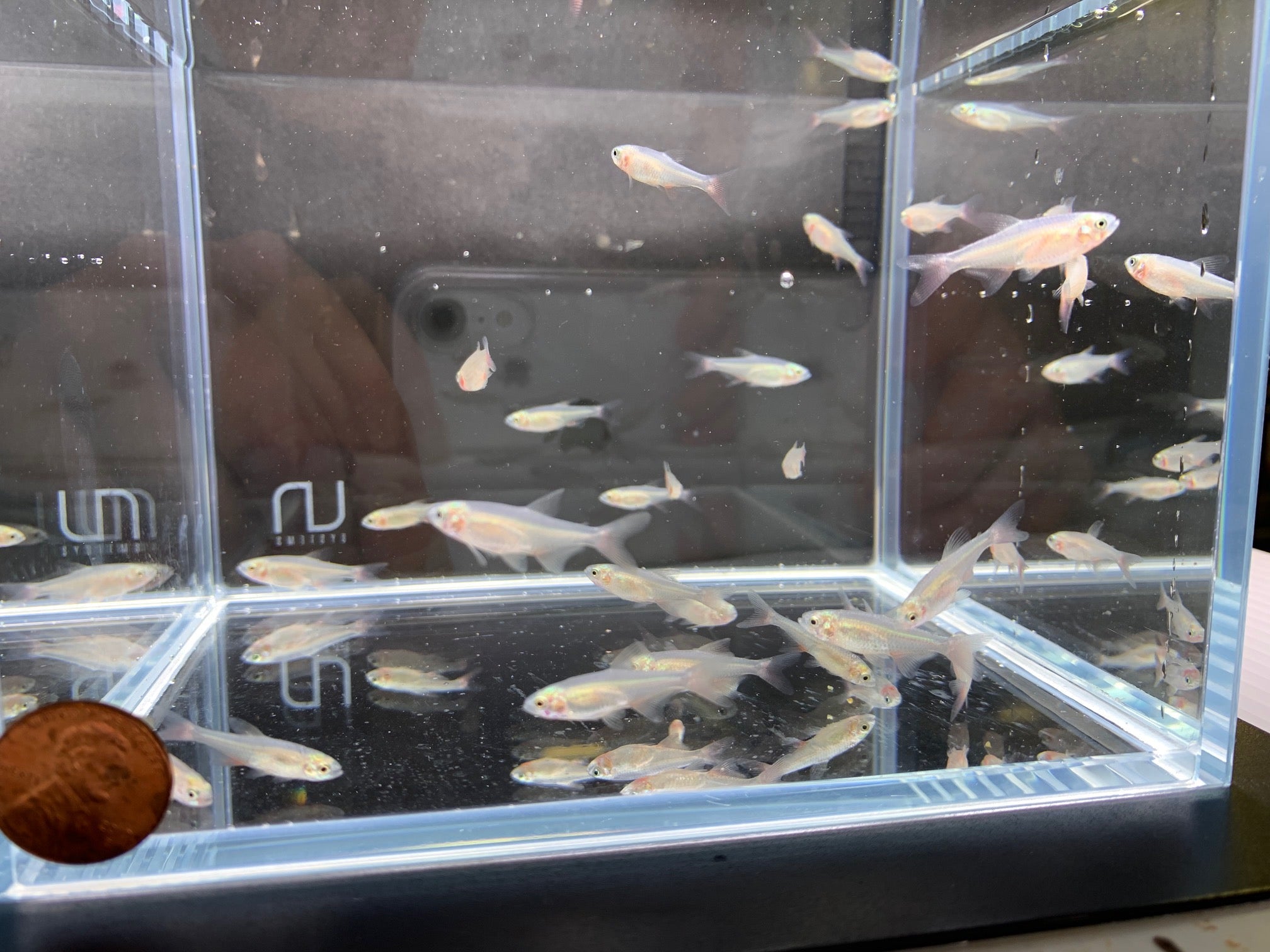 Bloodfin Tetra - Aqua Huna