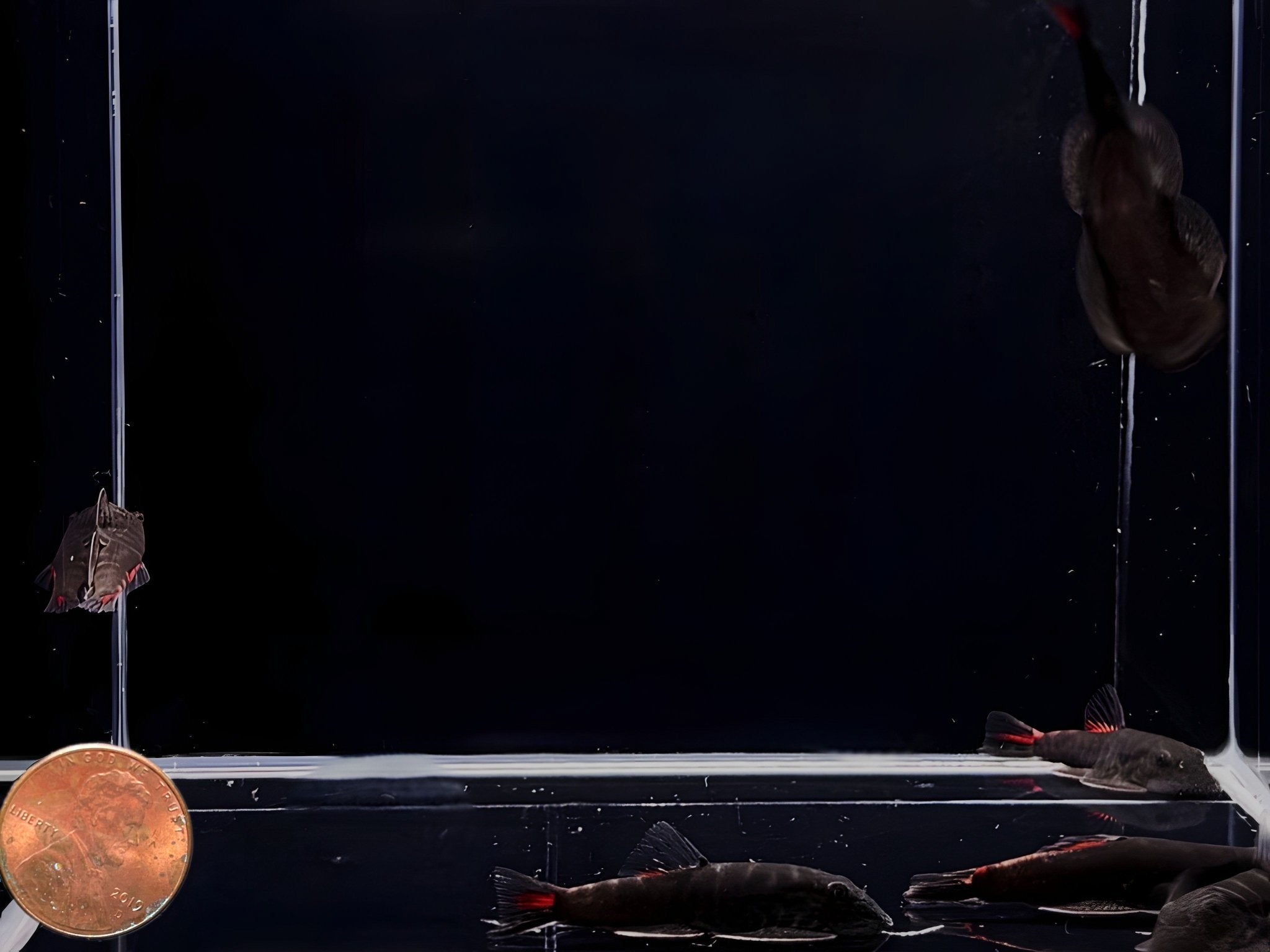 Bloody Mary Hillstream Loach - Aqua Huna