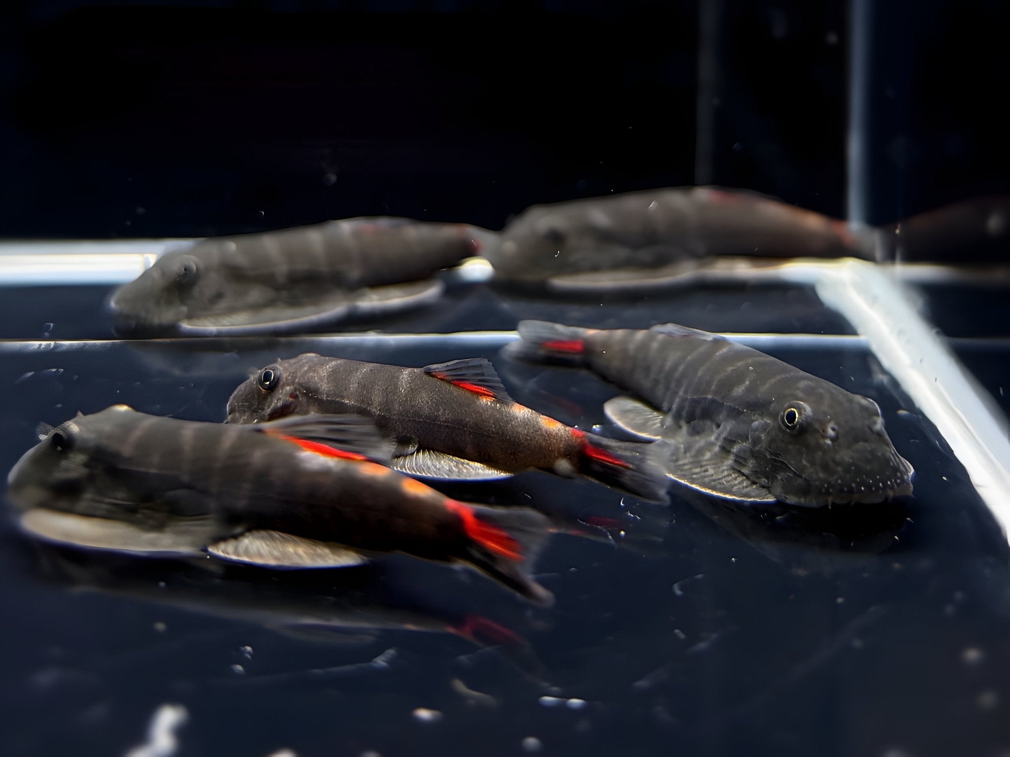 Bloody Mary Hillstream Loach - Aqua Huna