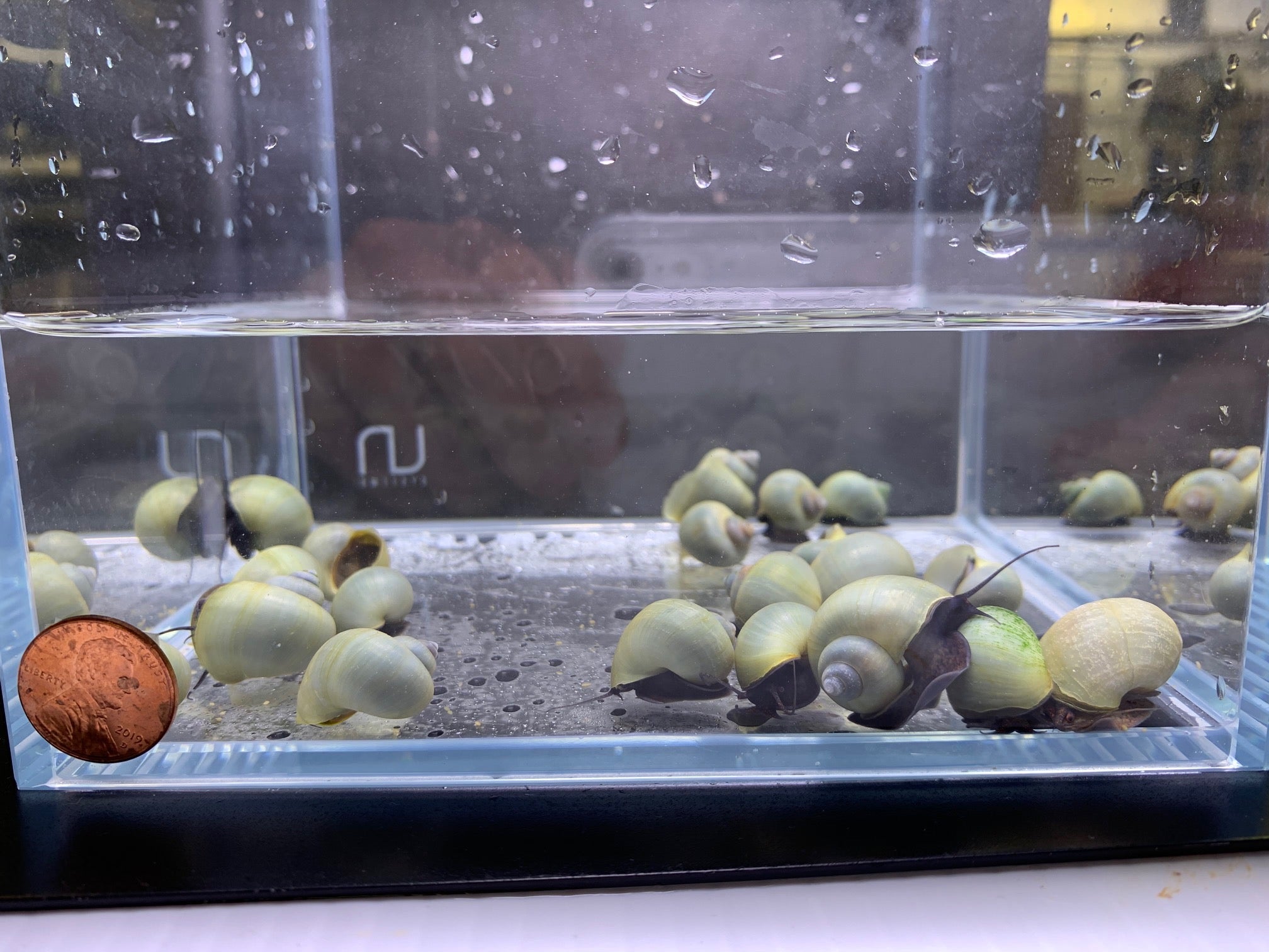 Blue Mystery Snail - Aqua Huna