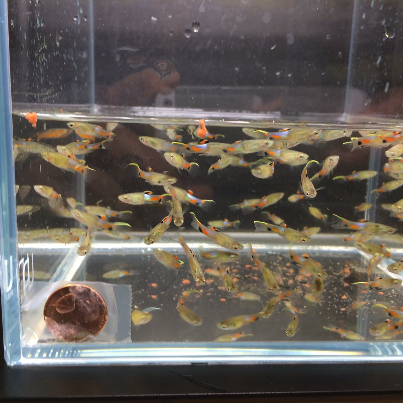 Blue Snakeskin Endler - Aqua Huna