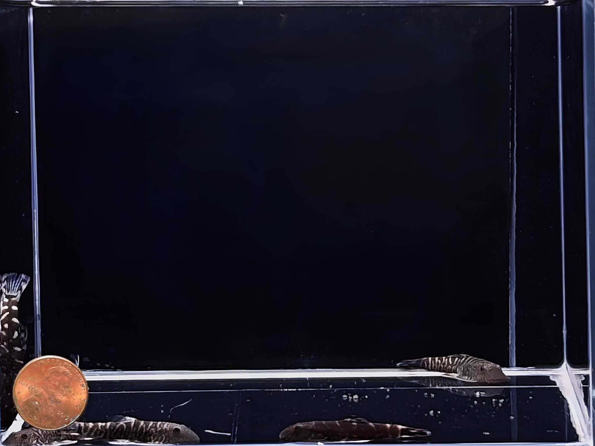 Blue Tail Hillstream loach - Aqua Huna