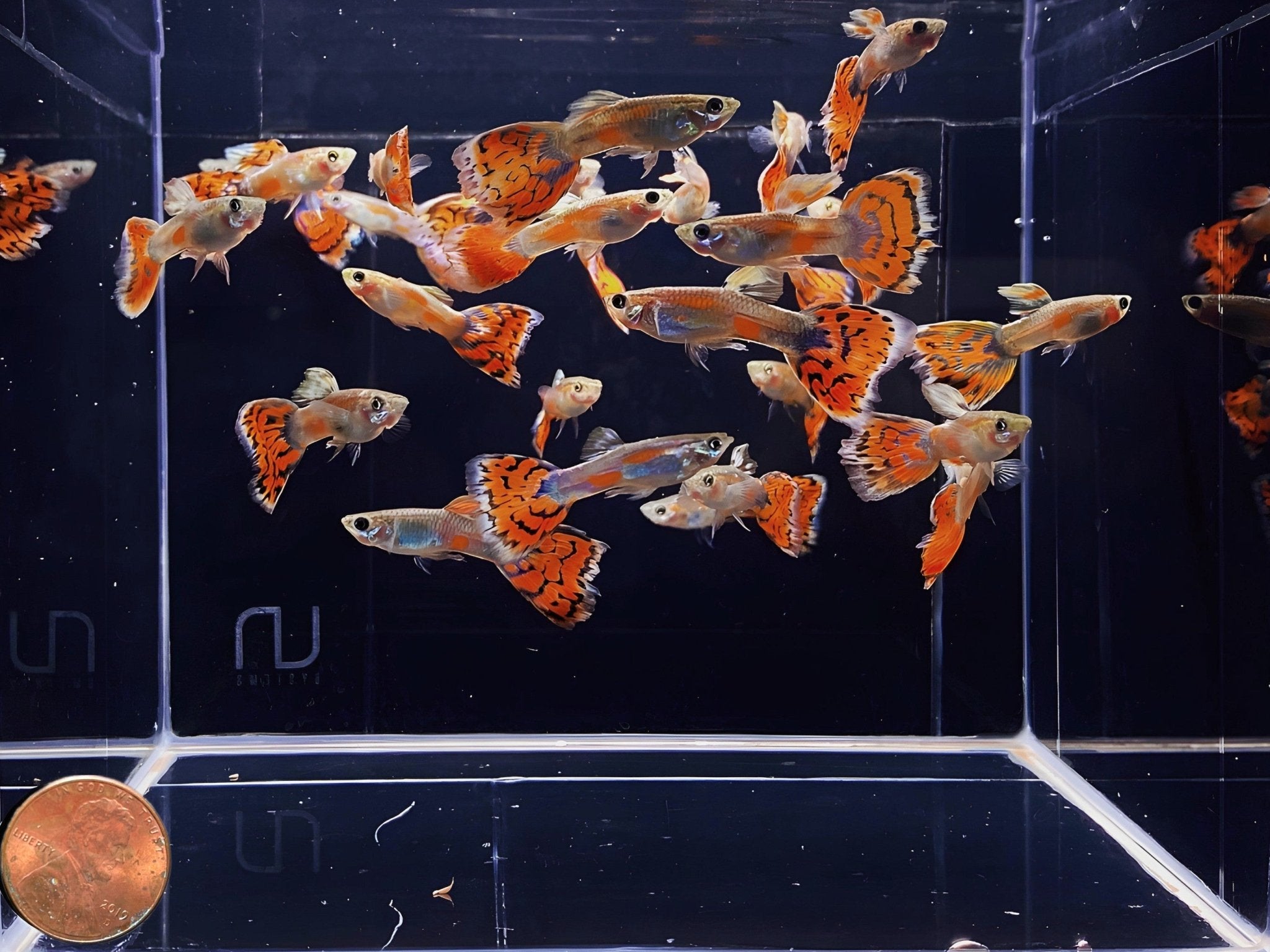 Blue Variegated Guppy Males - Aqua Huna